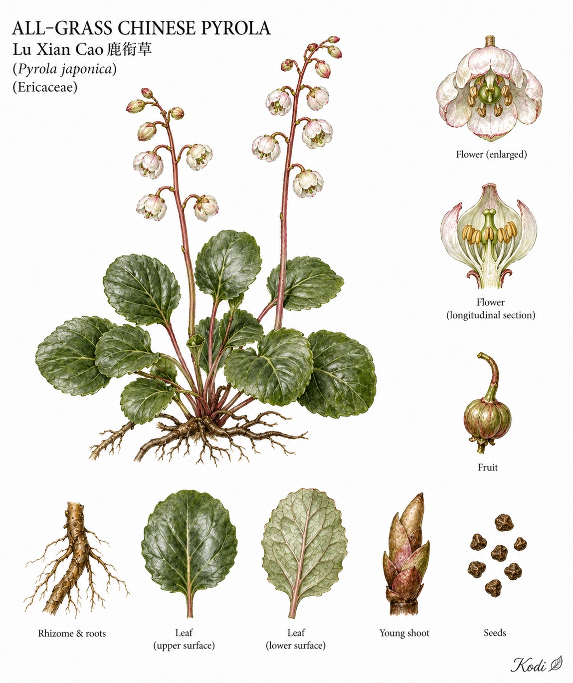 Botanical illustration of All-Grass Chinese Pyrola, Pyrola calliantha, showing habit, leaves, flowers, fruit, seed, root, and diagnostic plant details.