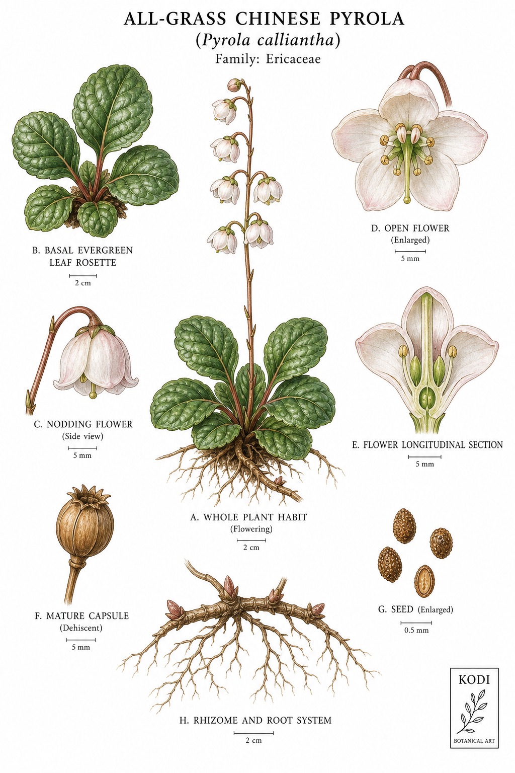 Botanical illustration of All-Grass Chinese Pyrola, Pyrola calliantha, showing habit, leaves, flowers, fruit, seed, root, and diagnostic plant details.