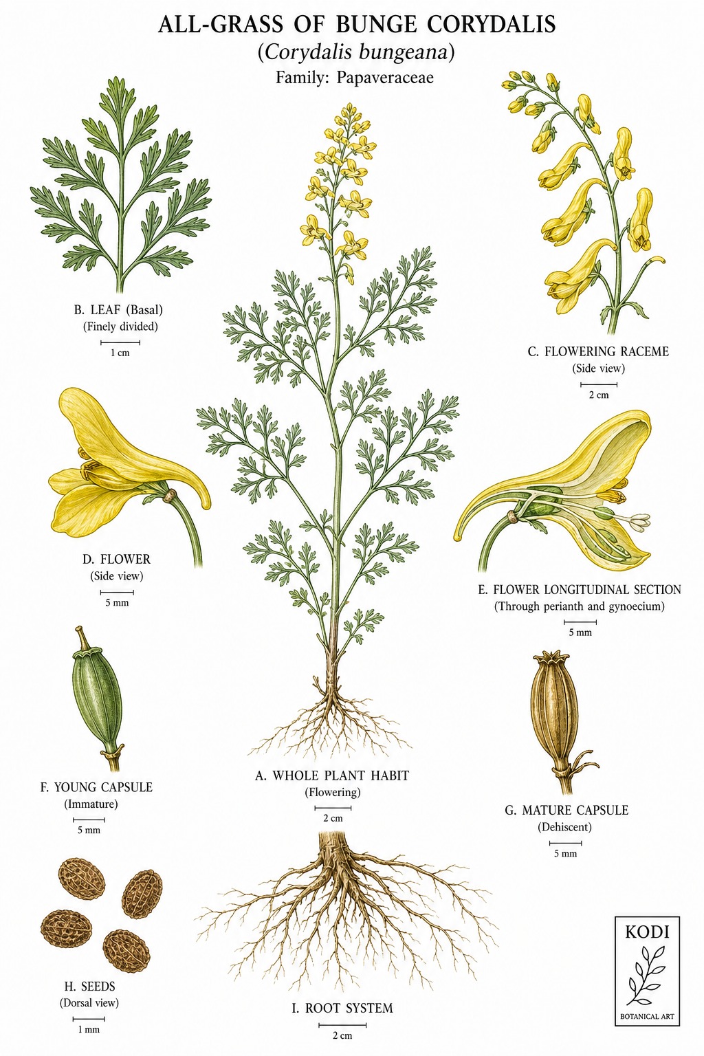 Botanical illustration of All-Grass of Bunge Corydalis, Corydalis bungeana, showing habit, leaves, flowers, fruit, seed, root, and diagnostic plant details.