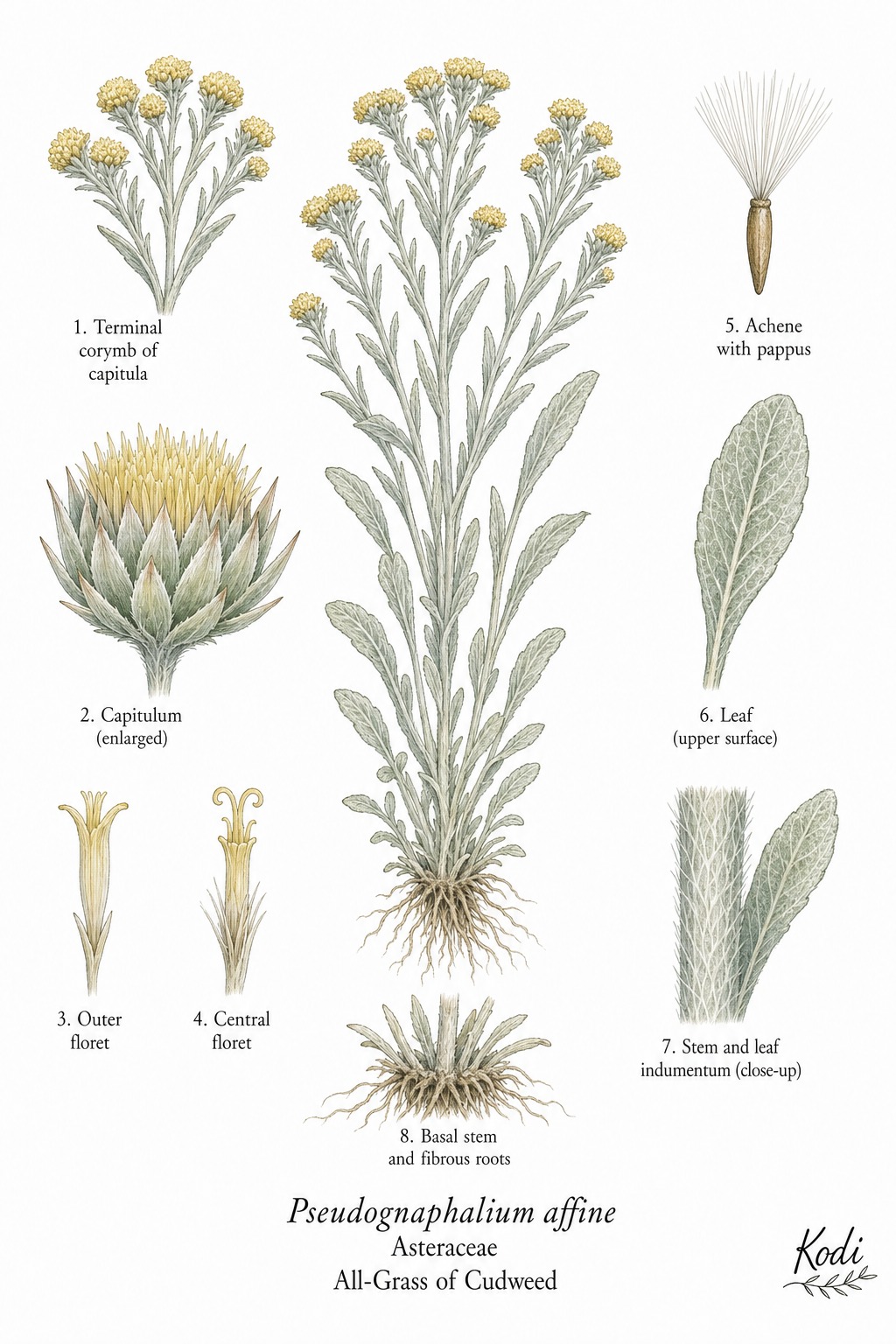 Botanical illustration of All-Grass of Cudweed, Pseudognaphalium affine, showing habit, leaves, capitula, achene, pappus, root, and diagnostic plant details.