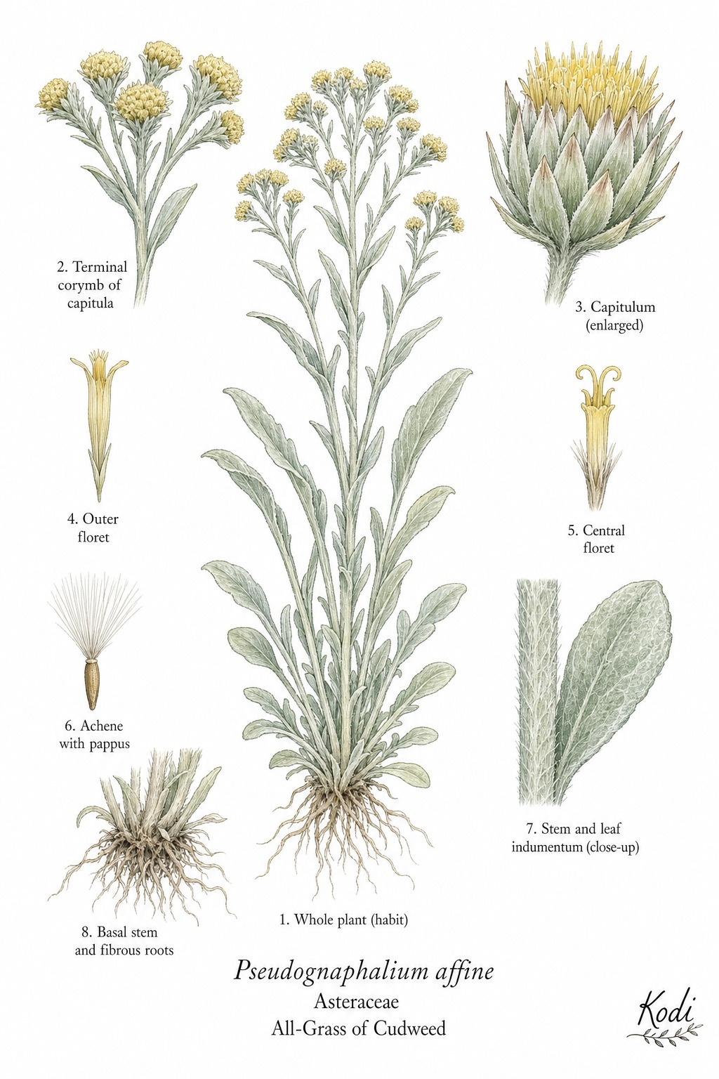 Botanical illustration of All-Grass of Cudweed, Pseudognaphalium affine, showing habit, leaves, capitula, achene, pappus, root, and diagnostic plant details.