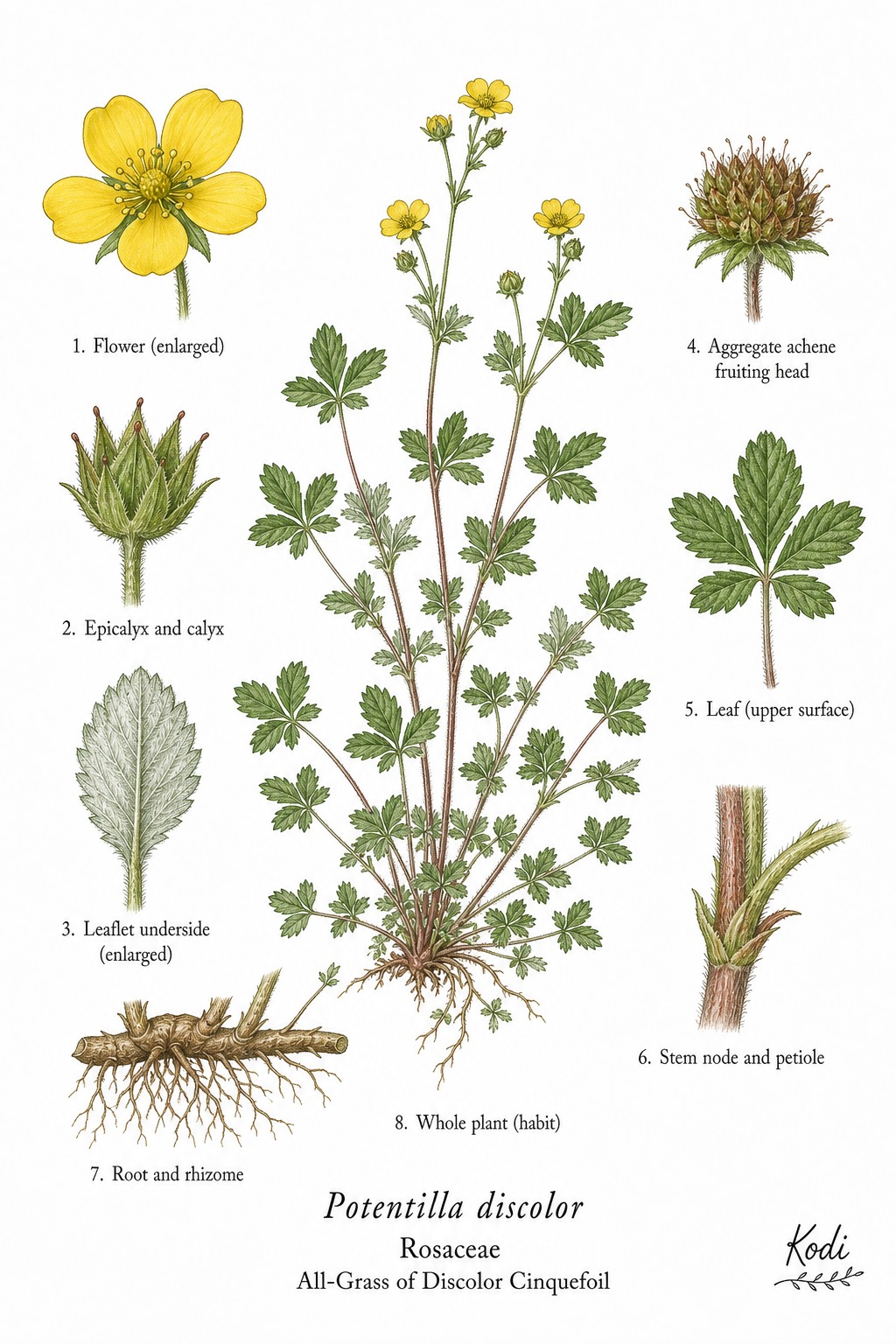 Botanical illustration of All-Grass of Discolor Cinquefoil, Potentilla discolor, showing habit, leaves, flowers, fruit, seed, root, and diagnostic plant details.