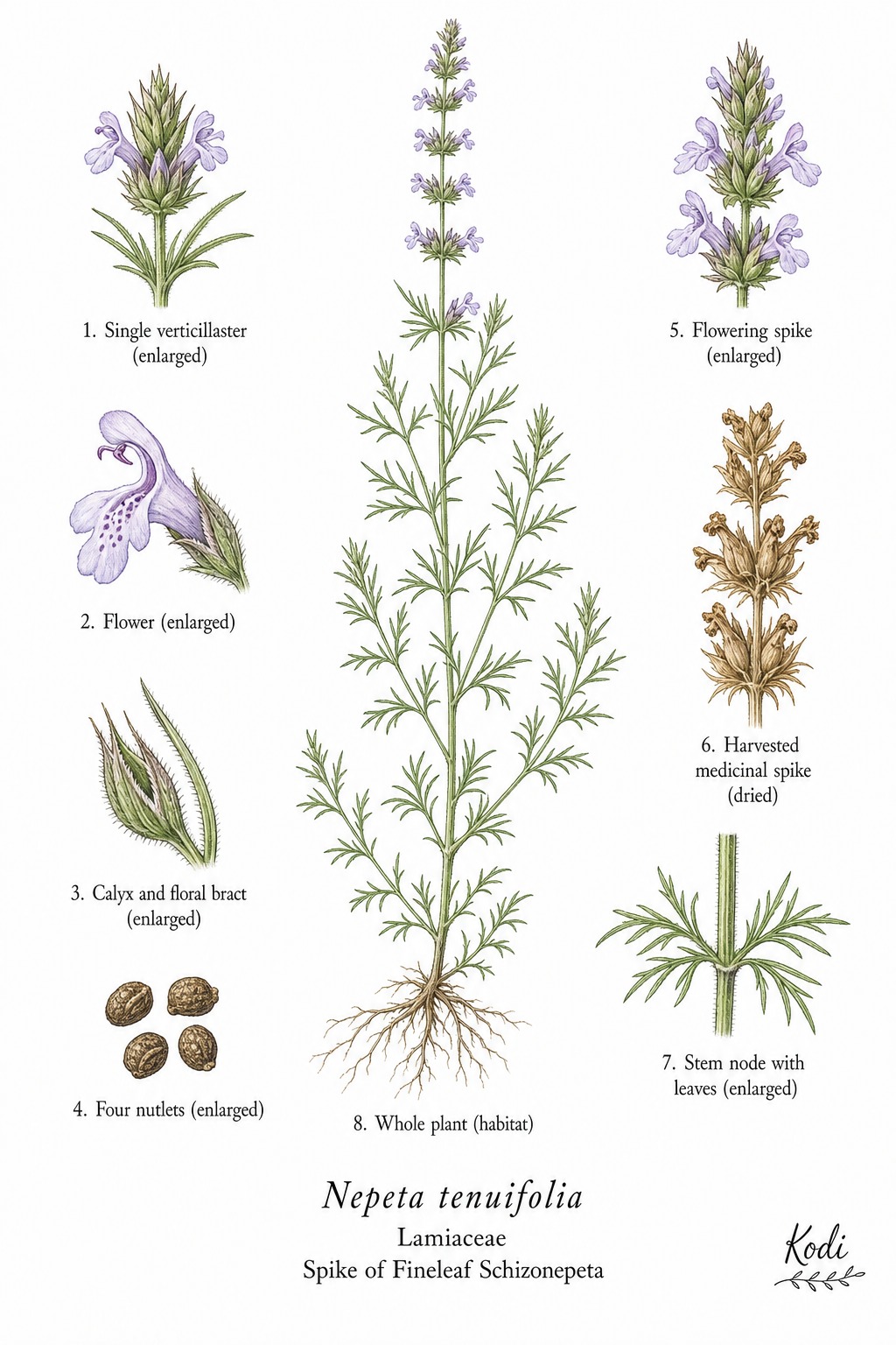 Botanical illustration of Spike of Fineleaf Schizonepeta, Nepeta tenuifolia, showing habit, leaves, flower spikes, flowers, fruit, seed, and diagnostic plant details.
