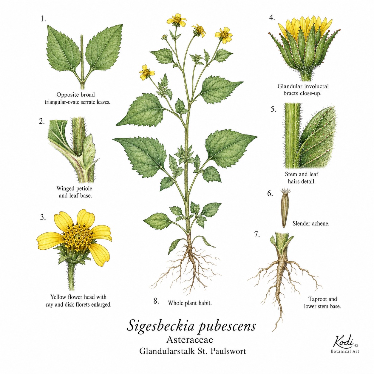 Botanical illustration of Glandularstalk St. Paulswort, Sigesbeckia pubescens, showing habit, opposite leaves, flower heads, achenes, root, and diagnostic plant details.