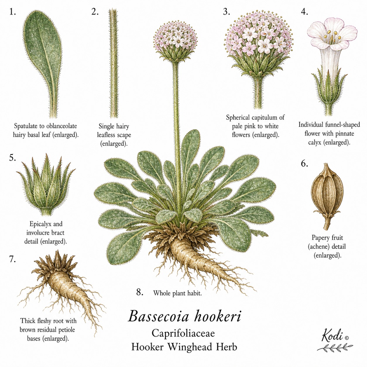 Botanical illustration of Hooker Winghead Herb, Bassecoia hookeri, showing habit, leaves, flower heads, fruit, root, and diagnostic plant details.