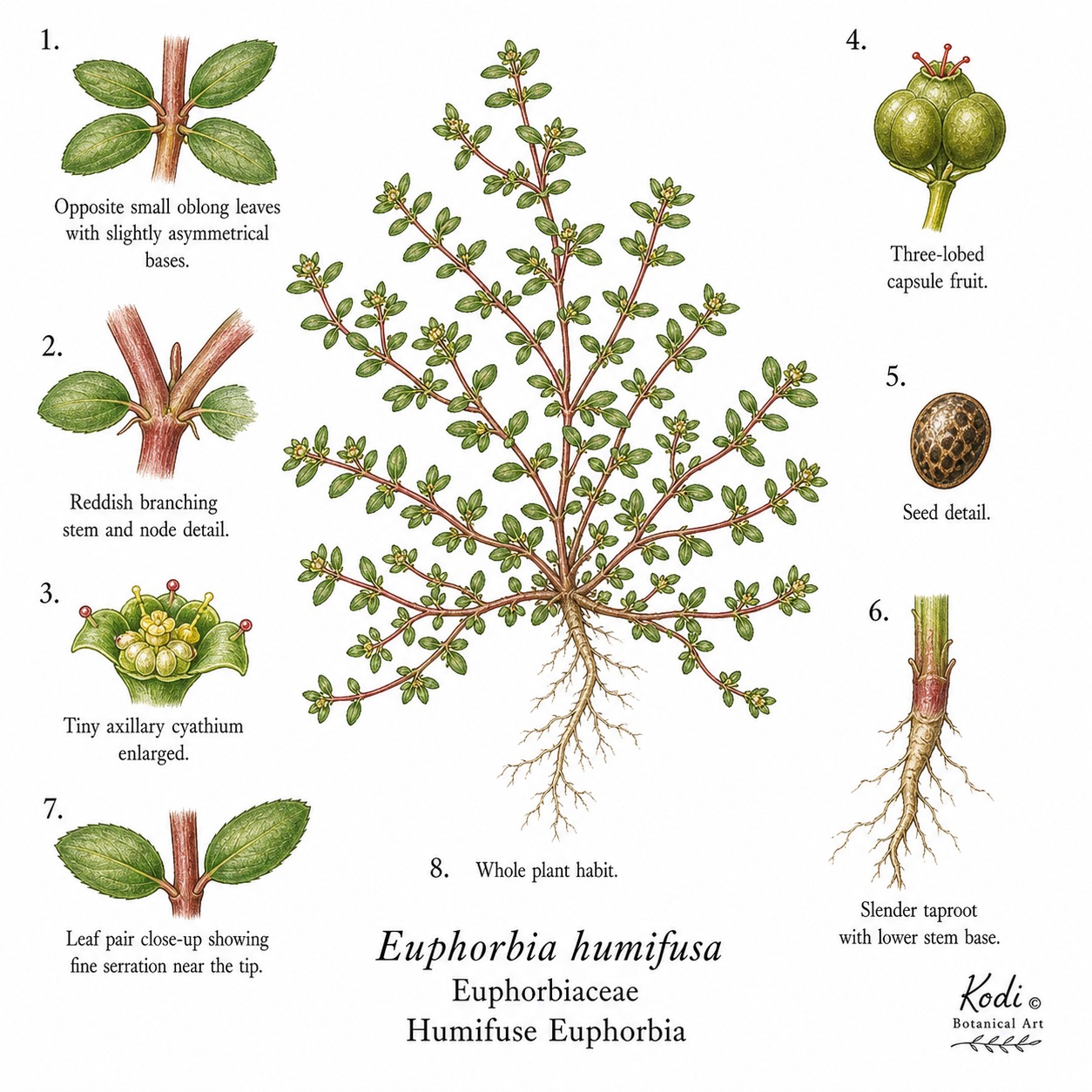 Botanical illustration of Humifuse Euphorbia, Euphorbia humifusa, showing habit, leaves, cyathia, fruit, seed, root, and diagnostic plant details.