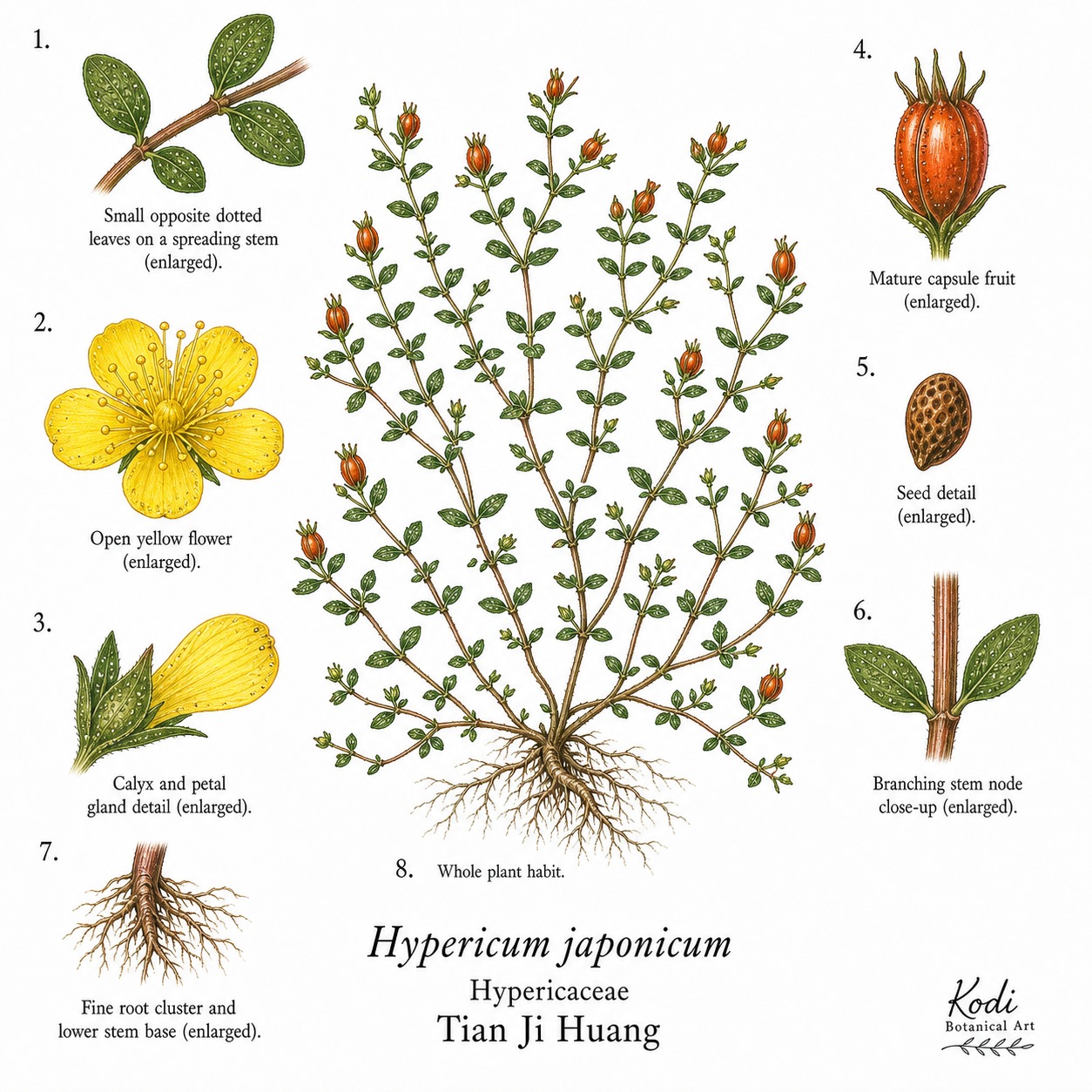 Botanical illustration of Tian Ji Huang, Hypericum japonicum, showing habit, leaves, flowers, capsule fruit, seed, root, and diagnostic plant details.