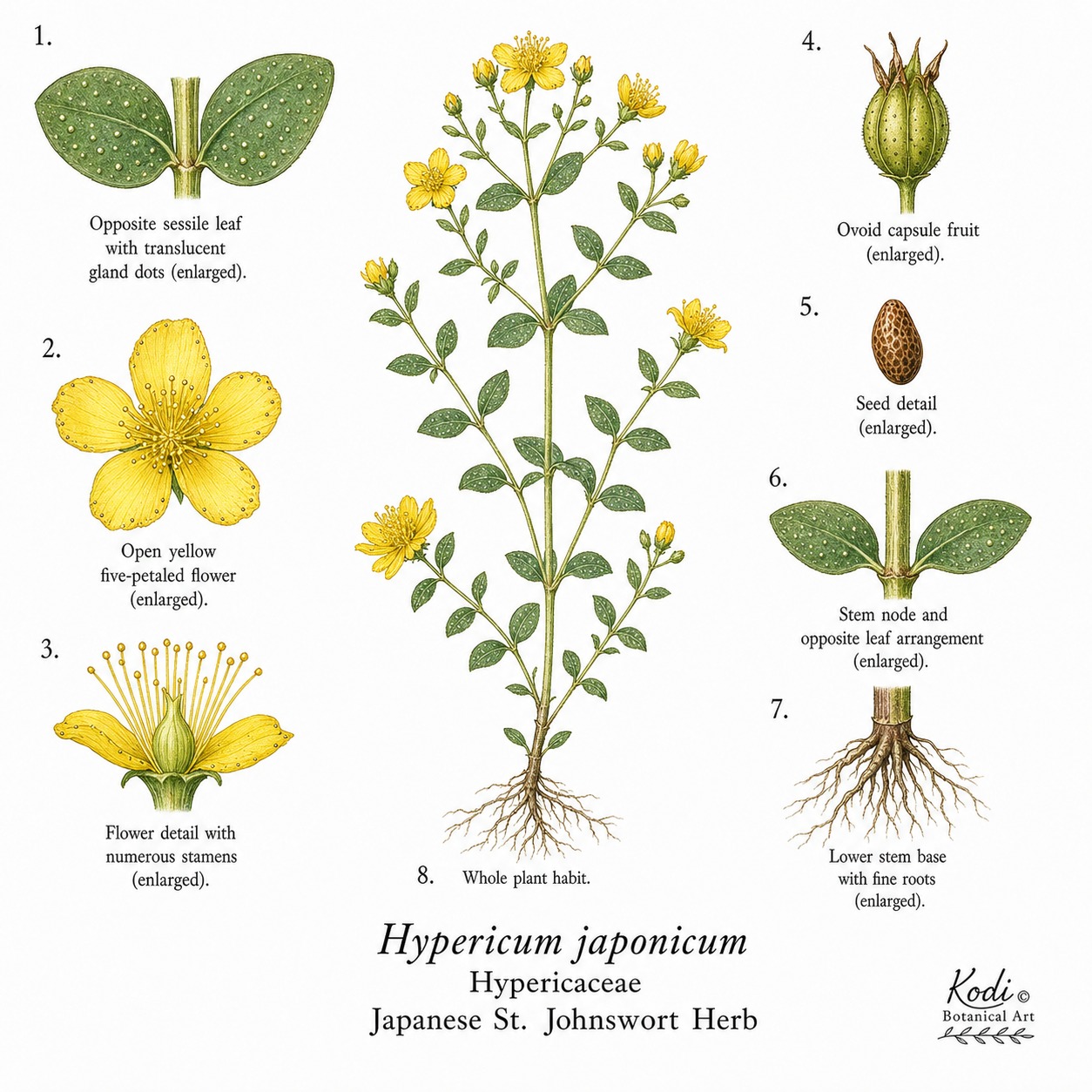 Botanical illustration of Japanese St. Johnswort Herb, Hypericum japonicum, showing habit, leaves, flowers, capsule fruit, seed, root, and diagnostic plant details.