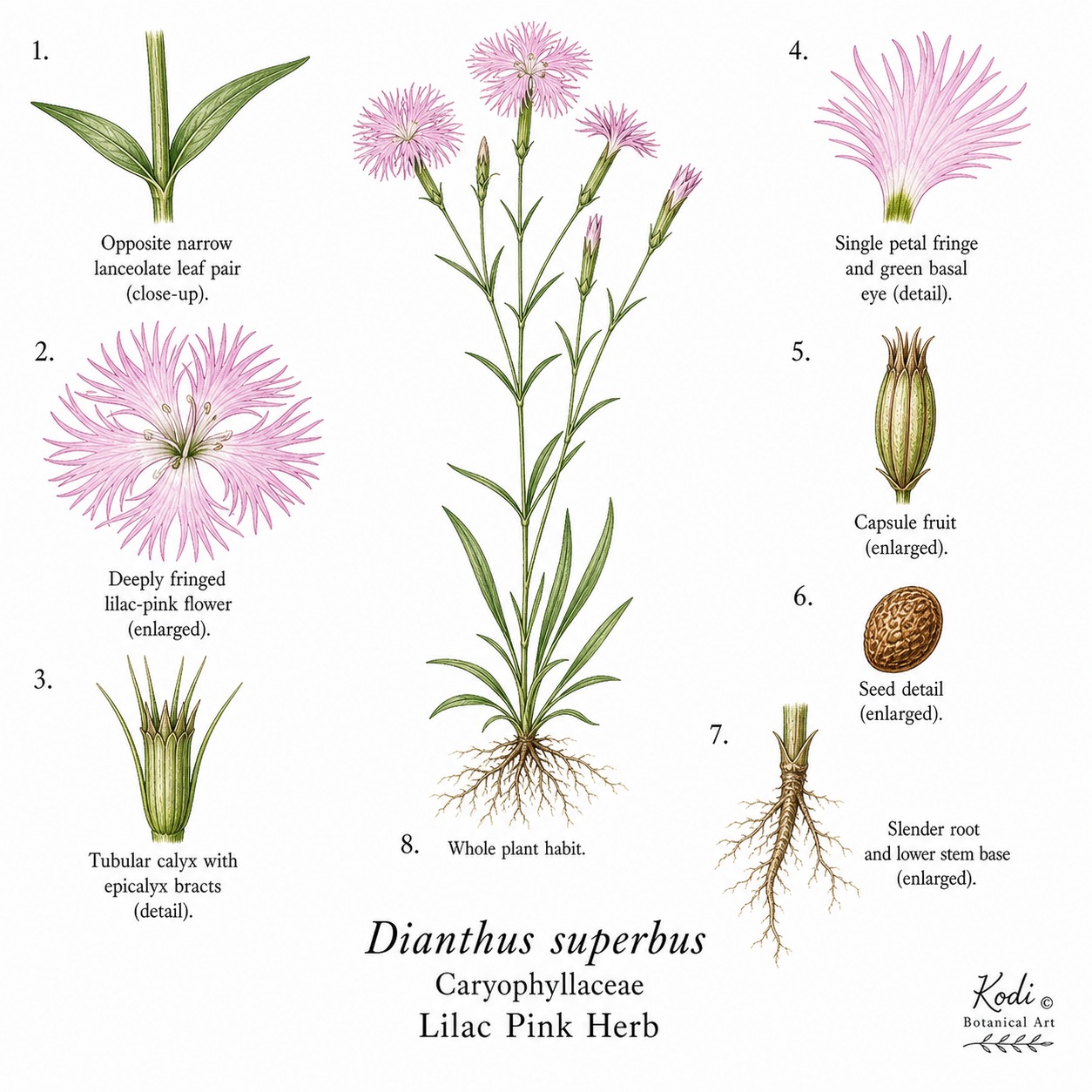 Botanical illustration of Lilac Pink Herb, Dianthus superbus, showing habit, leaves, flowers, capsule fruit, seed, root, and diagnostic plant details.