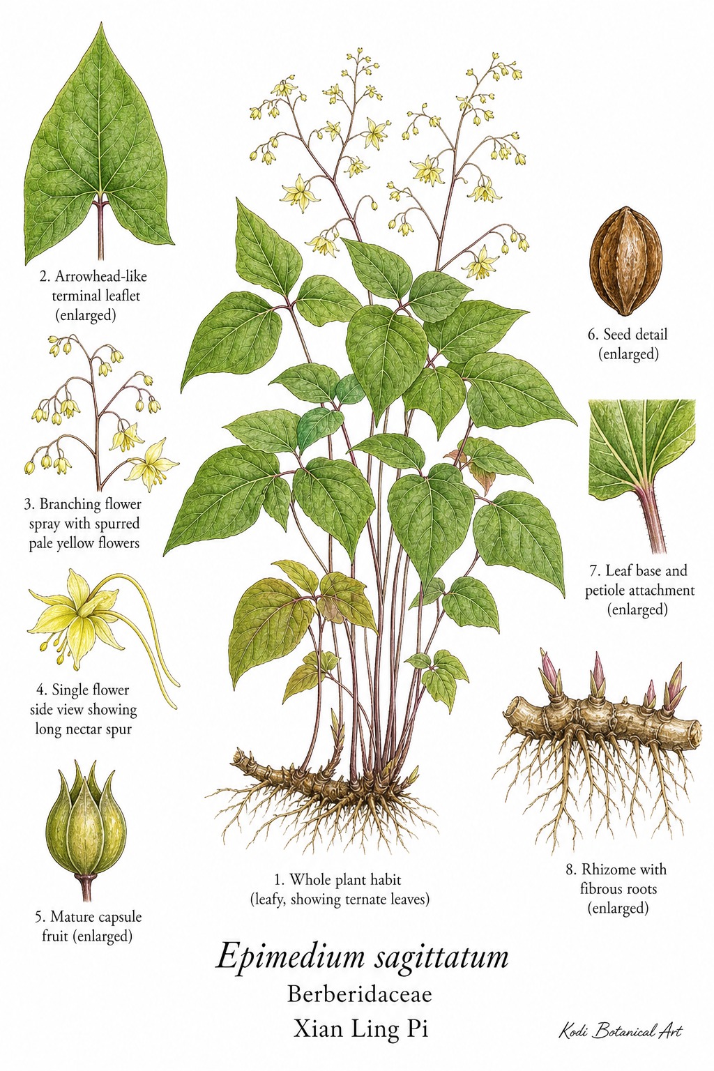 Botanical illustration of Xian Ling Pi, Epimedium sagittatum, showing habit, leaves, flowers, fruit, rhizome, seed, and diagnostic plant details.