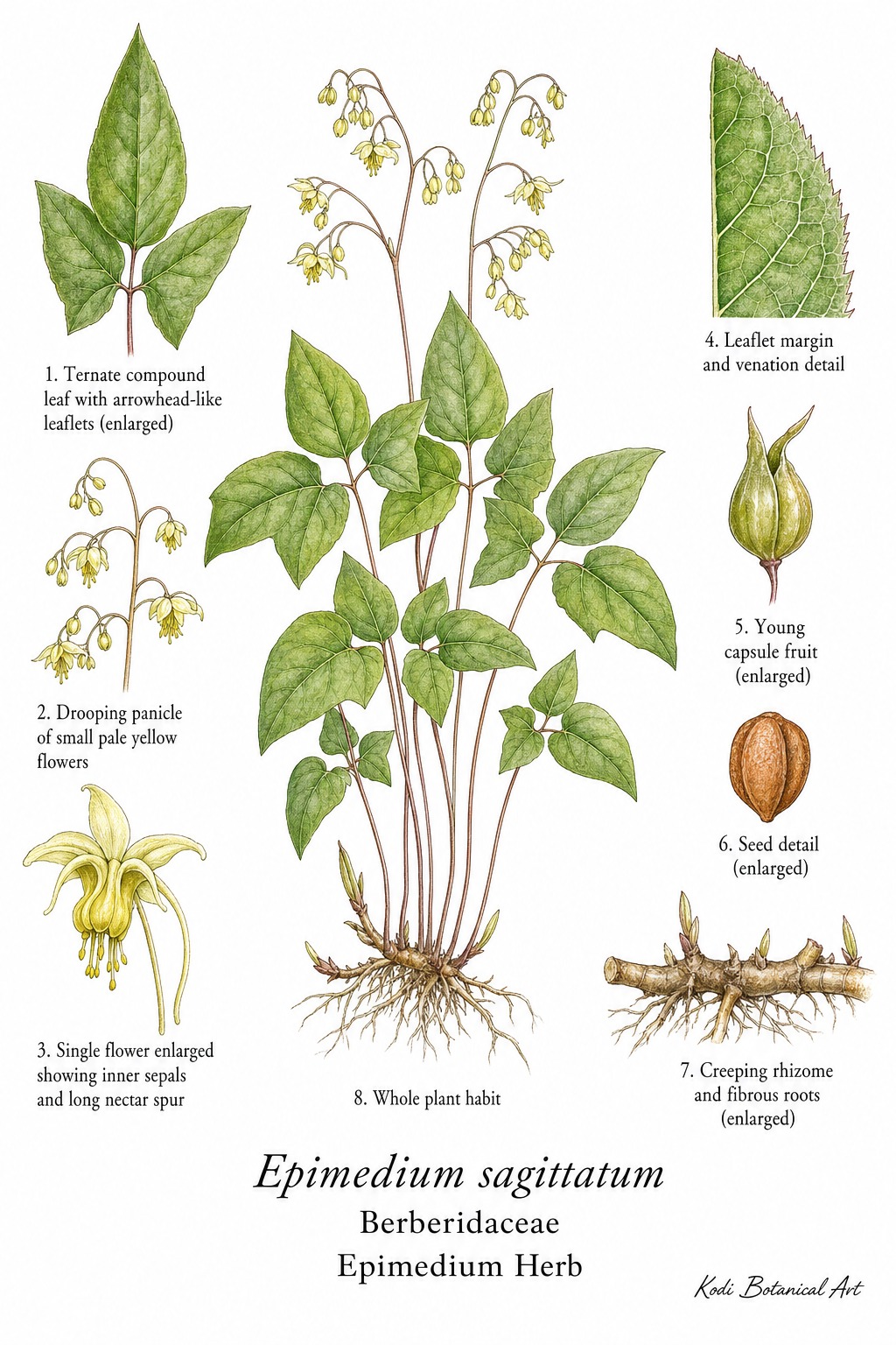 Botanical illustration of Epimedium Herb, Epimedium sagittatum, showing habit, leaves, flowers, fruit, rhizome, seed, and diagnostic plant details.