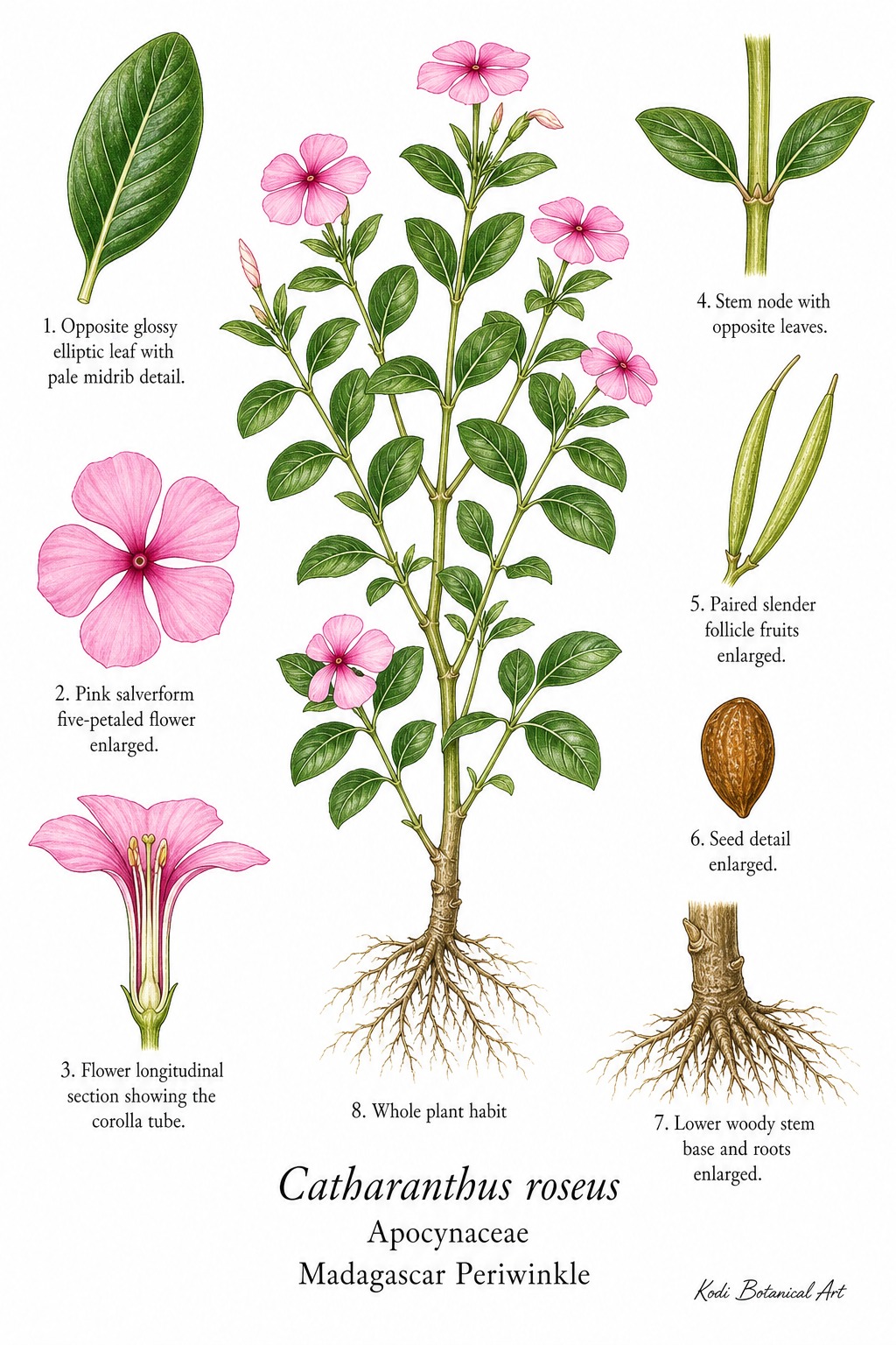 Botanical illustration of Madagascar Periwinkle, Catharanthus roseus, showing habit, leaves, flowers, follicle fruits, seed, root, and diagnostic plant details.