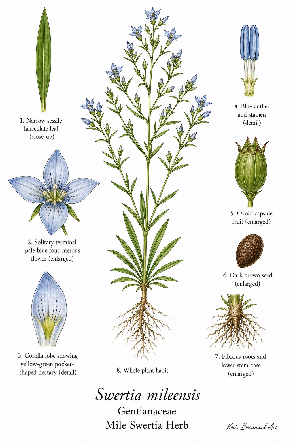 Botanical illustration of Mile Swertia Herb, Swertia mileensis, showing habit, leaves, flower, capsule fruit, seed, root, and diagnostic plant details.
