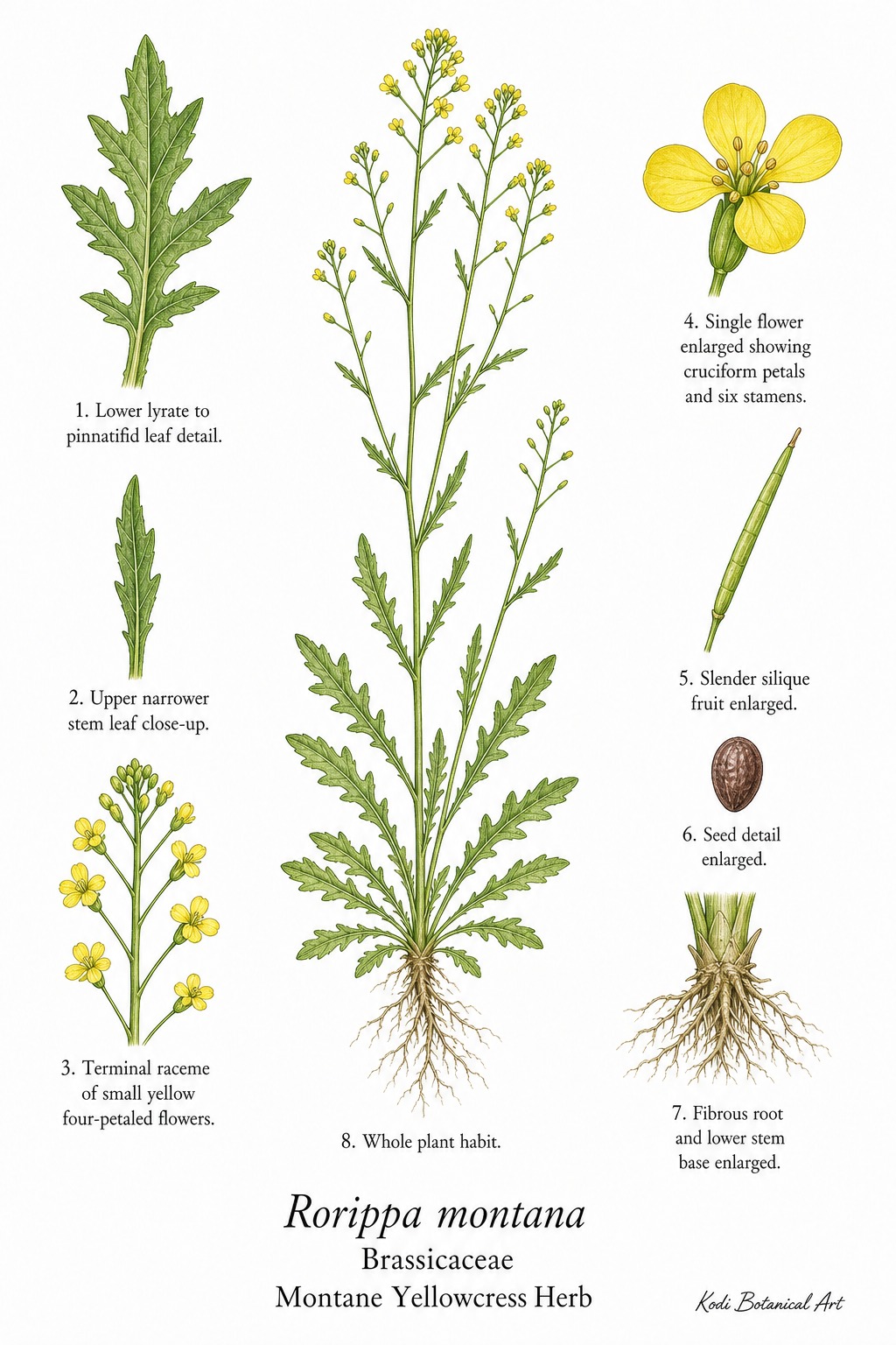Botanical illustration of Montane Yellowcress Herb, Rorippa montana, showing habit, leaves, flowers, silique fruit, seed, root, and diagnostic plant details.