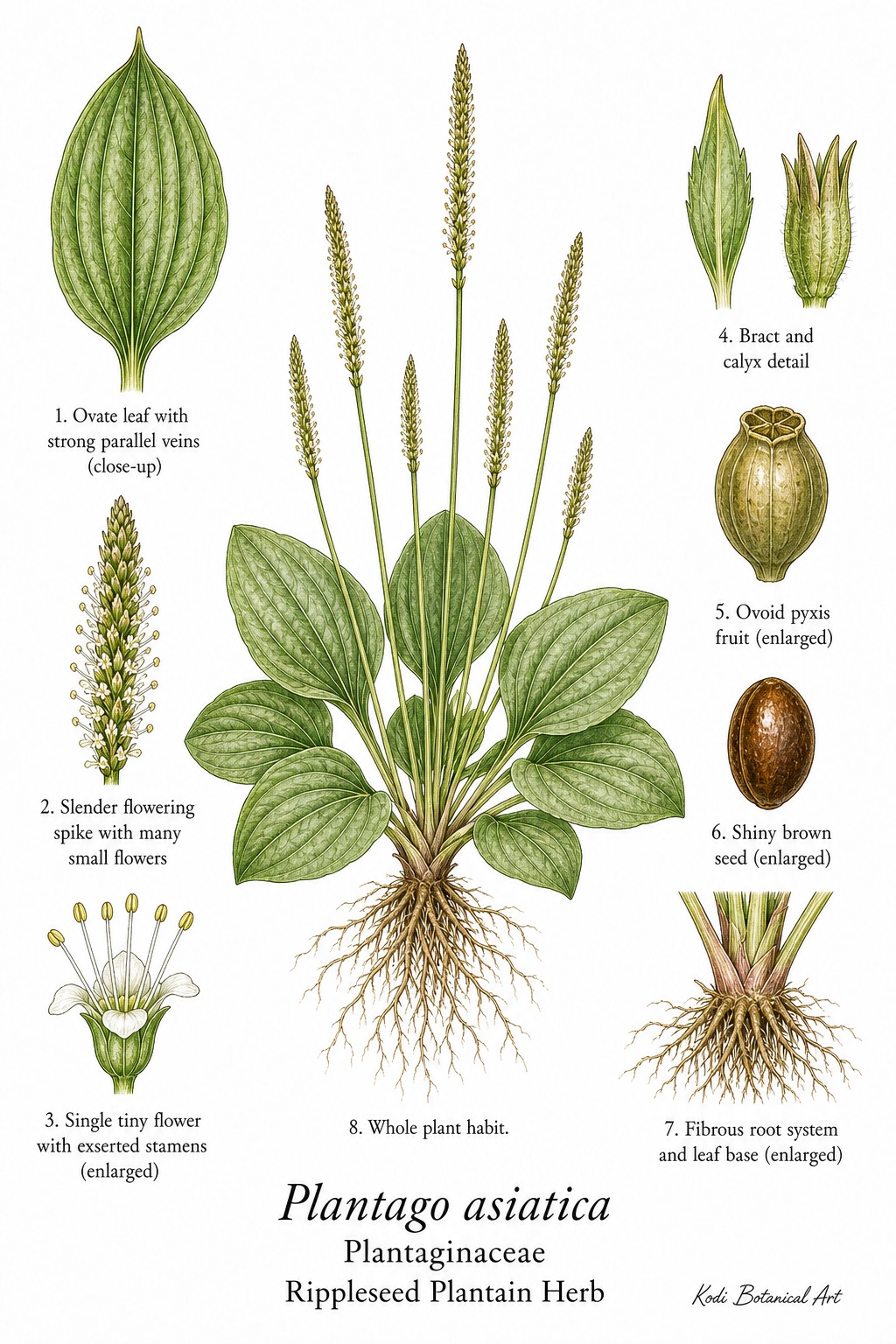 Botanical illustration of Rippleseed Plantain Herb, Plantago asiatica, showing habit, leaves, flower spikes, fruit, seed, root, and diagnostic plant details.