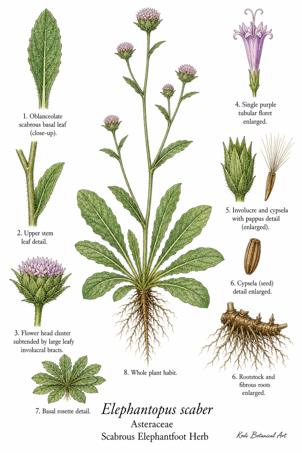 Botanical illustration of Scabrous Elephantfoot Herb, Elephantopus scaber, showing habit, leaves, flower heads, cypsela, pappus, rootstock, and diagnostic plant details.