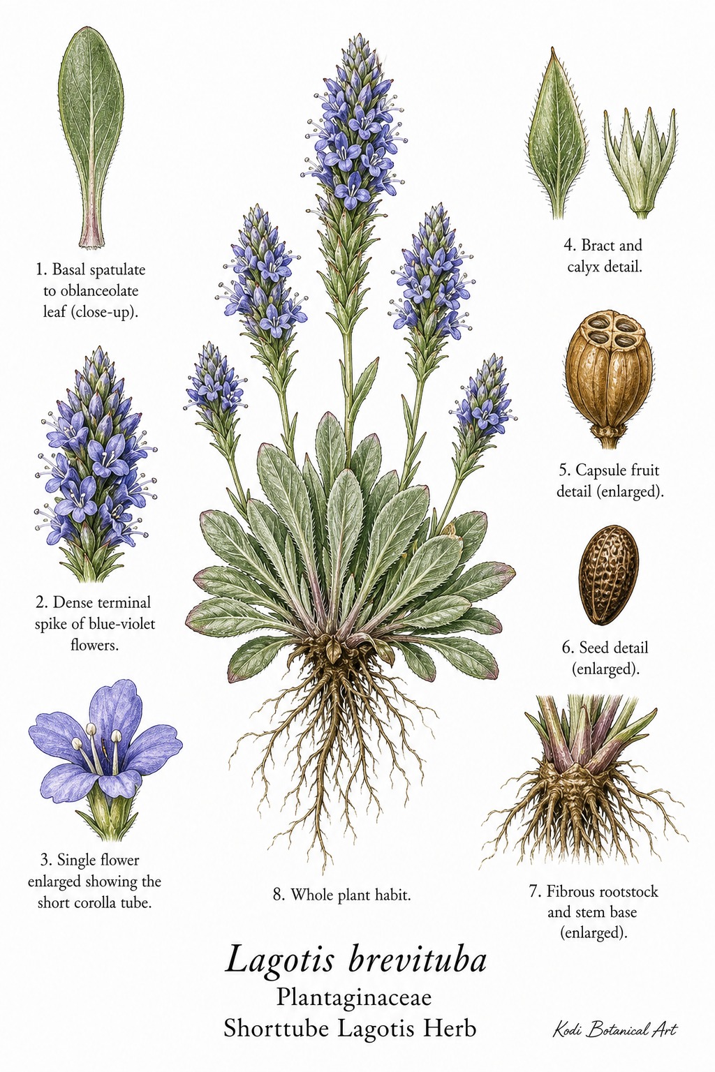 Botanical illustration of Shorttube Lagotis Herb, Lagotis brevituba, showing habit, leaves, flowers, capsule fruit, seed, rootstock, and diagnostic plant details.