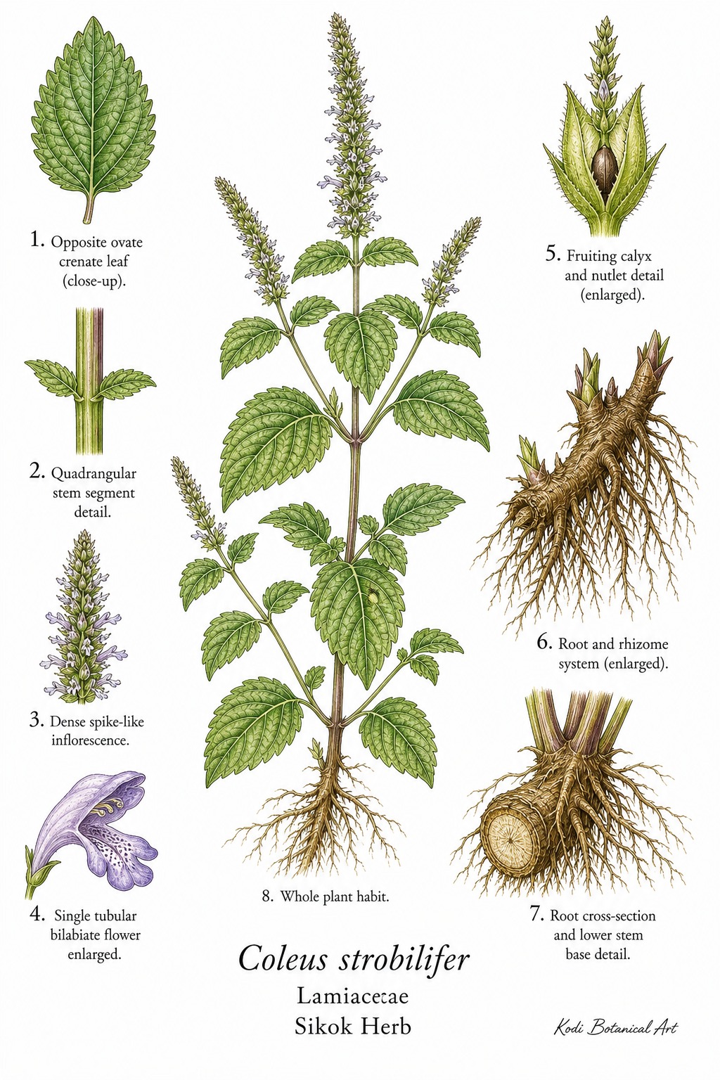 Botanical illustration of Sikok Herb, Coleus strobilifer, showing habit, leaves, flowers, fruiting calyx, root, rhizome, and diagnostic plant details.