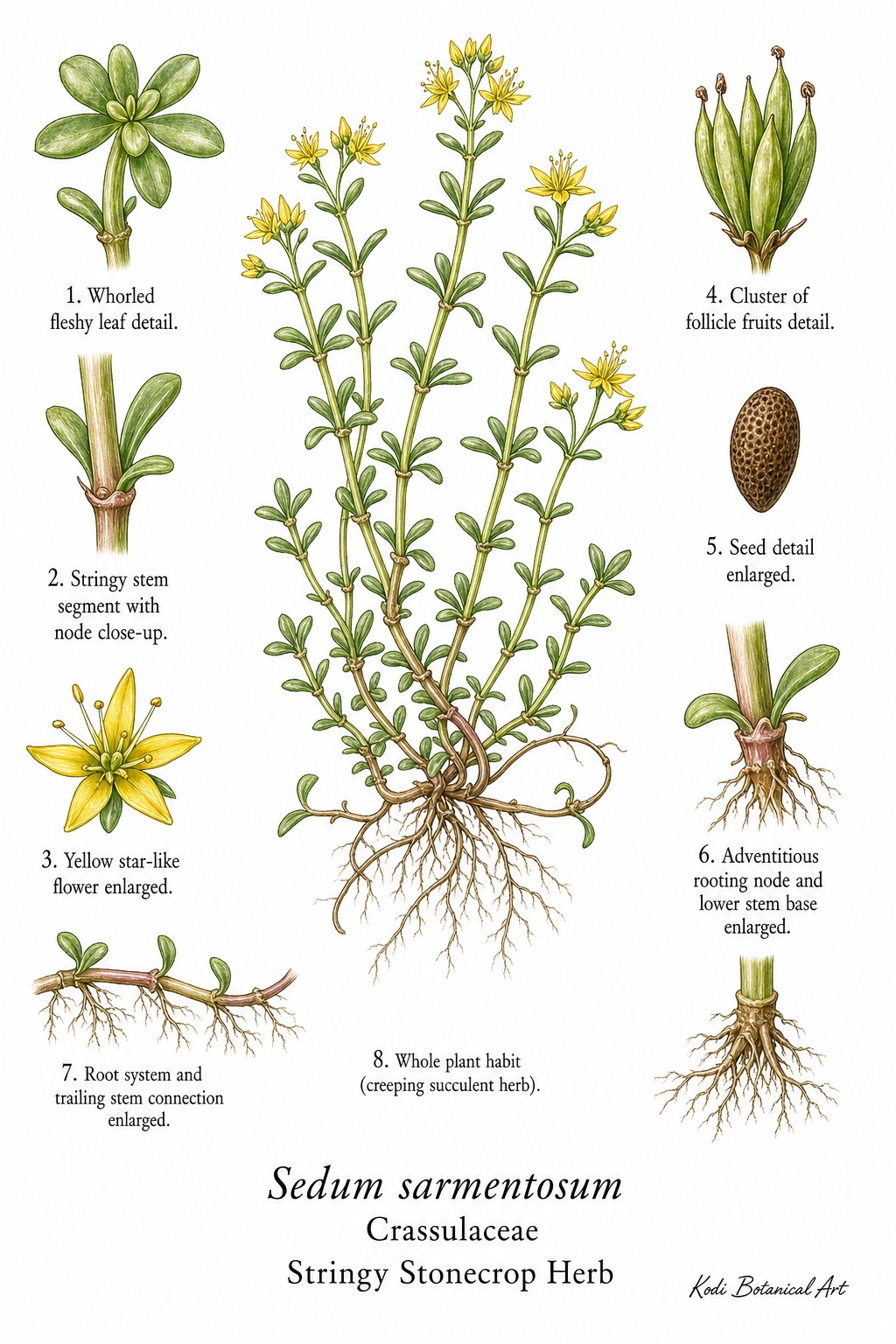 Botanical illustration of Stringy Stonecrop Herb, Sedum sarmentosum, showing habit, leaves, flowers, follicle fruit, root, and diagnostic plant details.