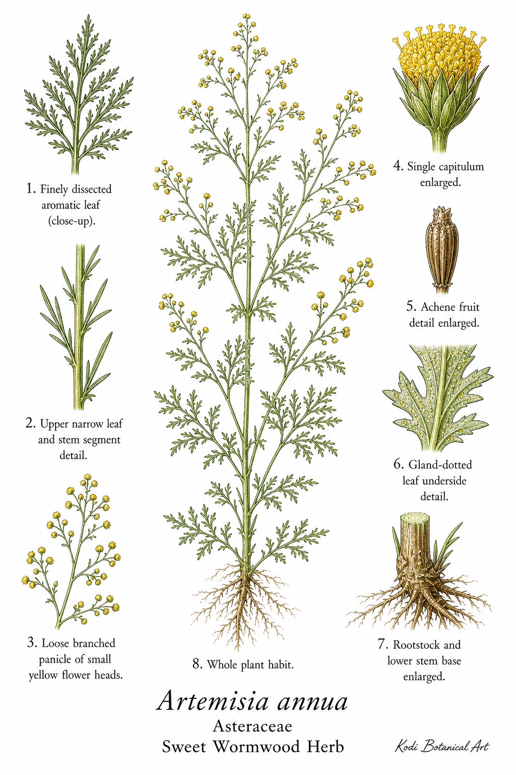 Botanical illustration of Sweet Wormwood Herb, Artemisia annua, showing habit, leaves, flower heads, achene fruit, rootstock, and diagnostic plant details.