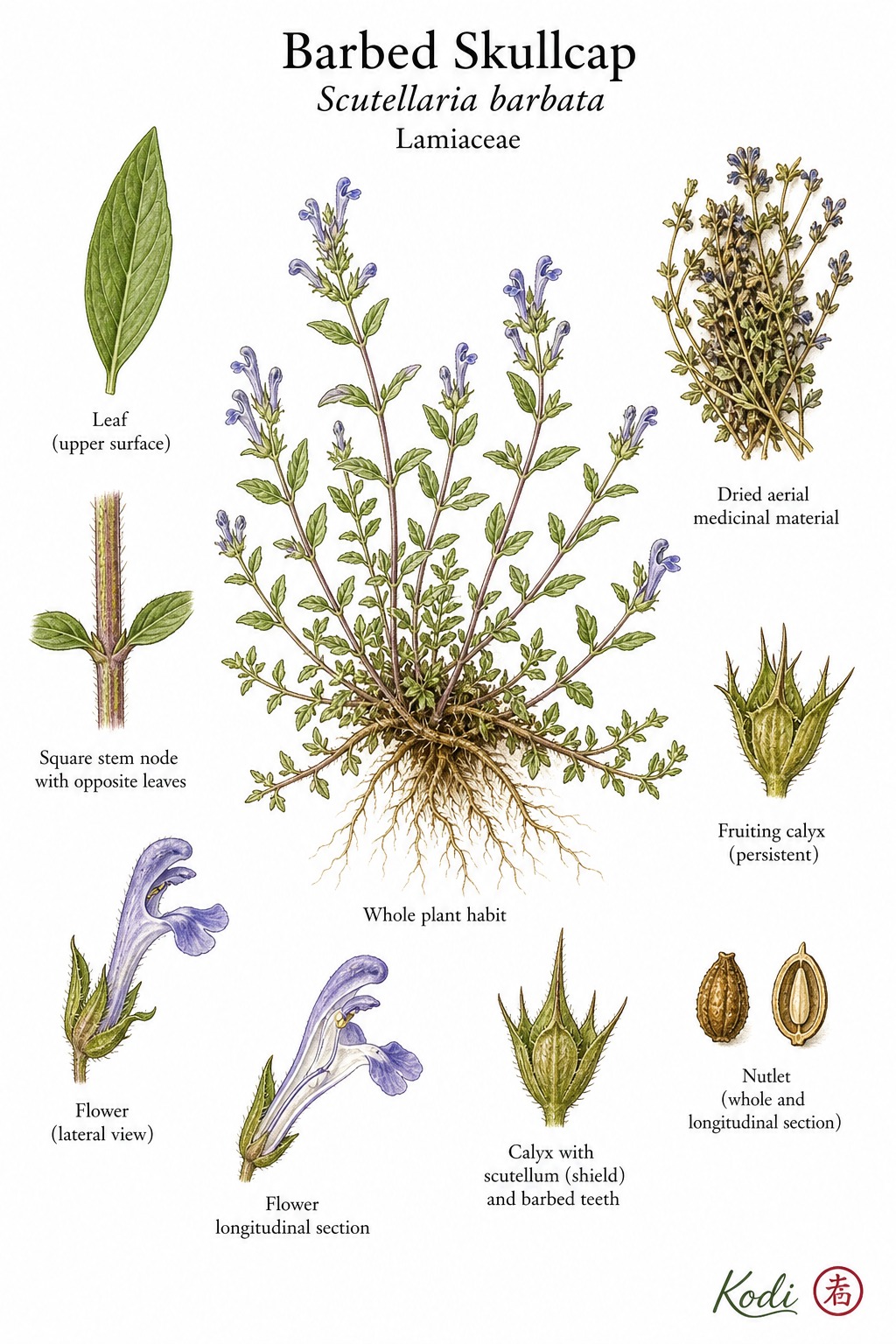 Botanical illustration of Barbed Skullcap, Scutellaria barbata, showing low herb habit, opposite leaves, small bilabiate flowers, scutellum calyx, and diagnostic plant details.