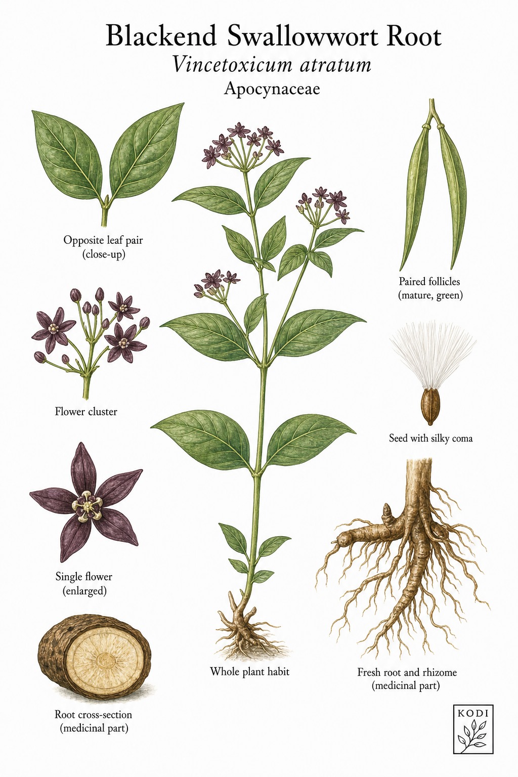 Botanical illustration of Blackend Swallowwort Root, Vincetoxicum atratum, showing habit, leaves, flowers, follicles, root, rhizome, and diagnostic plant details.