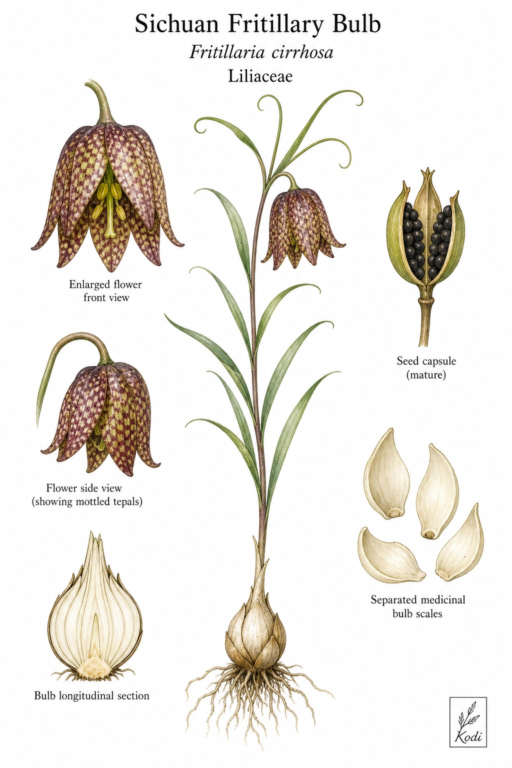 Botanical illustration of Sichuan Fritillary Bulb, Fritillaria cirrhosa, showing habit, leaves, flower, bulb, medicinal bulb scales, and diagnostic plant details.