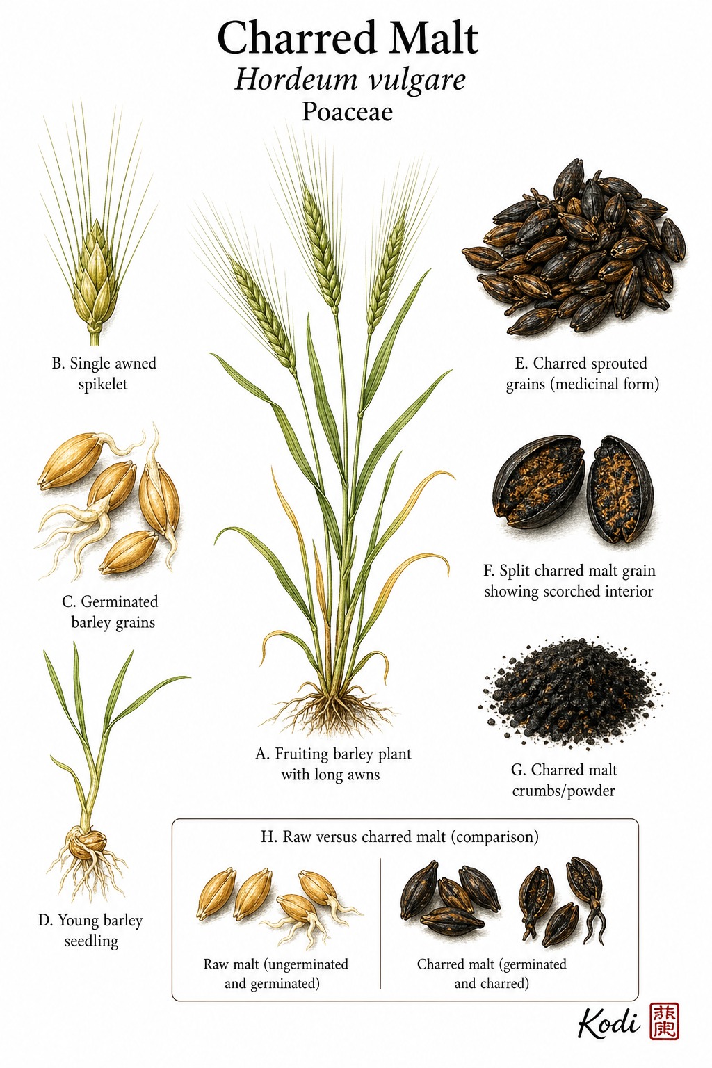 Botanical illustration of Charred Malt, Hordeum vulgare, showing barley source, germinated grains, scorched malt pieces, and diagnostic processed-herb details.