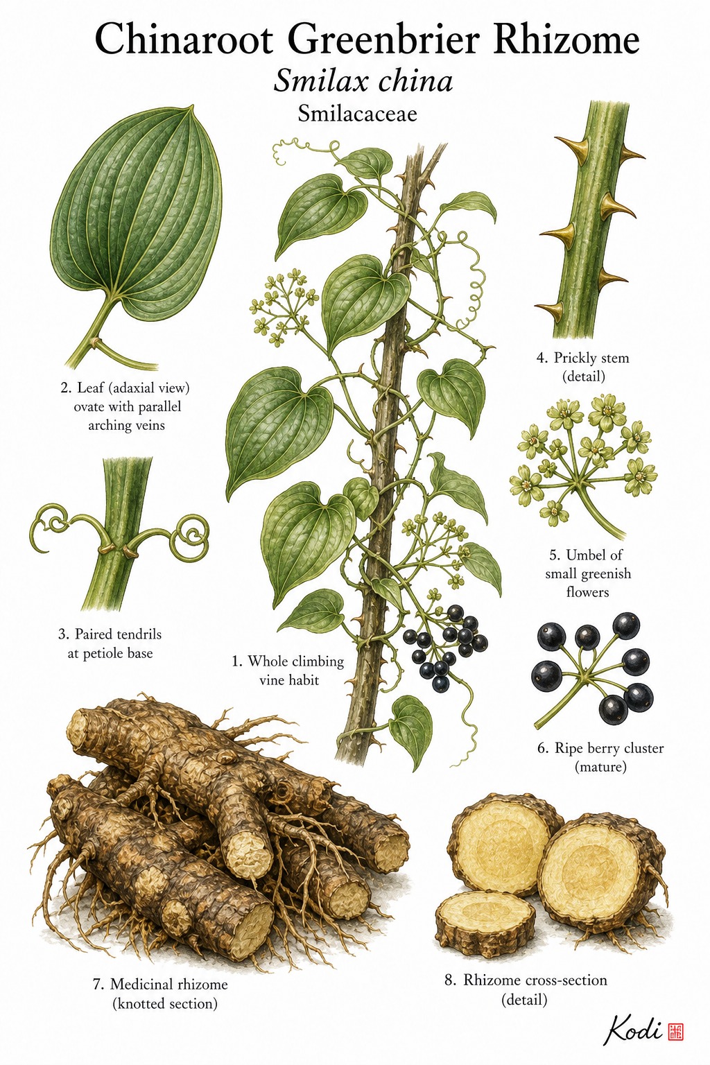 Botanical illustration of Chinaroot Greenbrier Rhizome, Smilax china, showing climbing habit, leaves, tendrils, berries, rhizome, and diagnostic plant details.