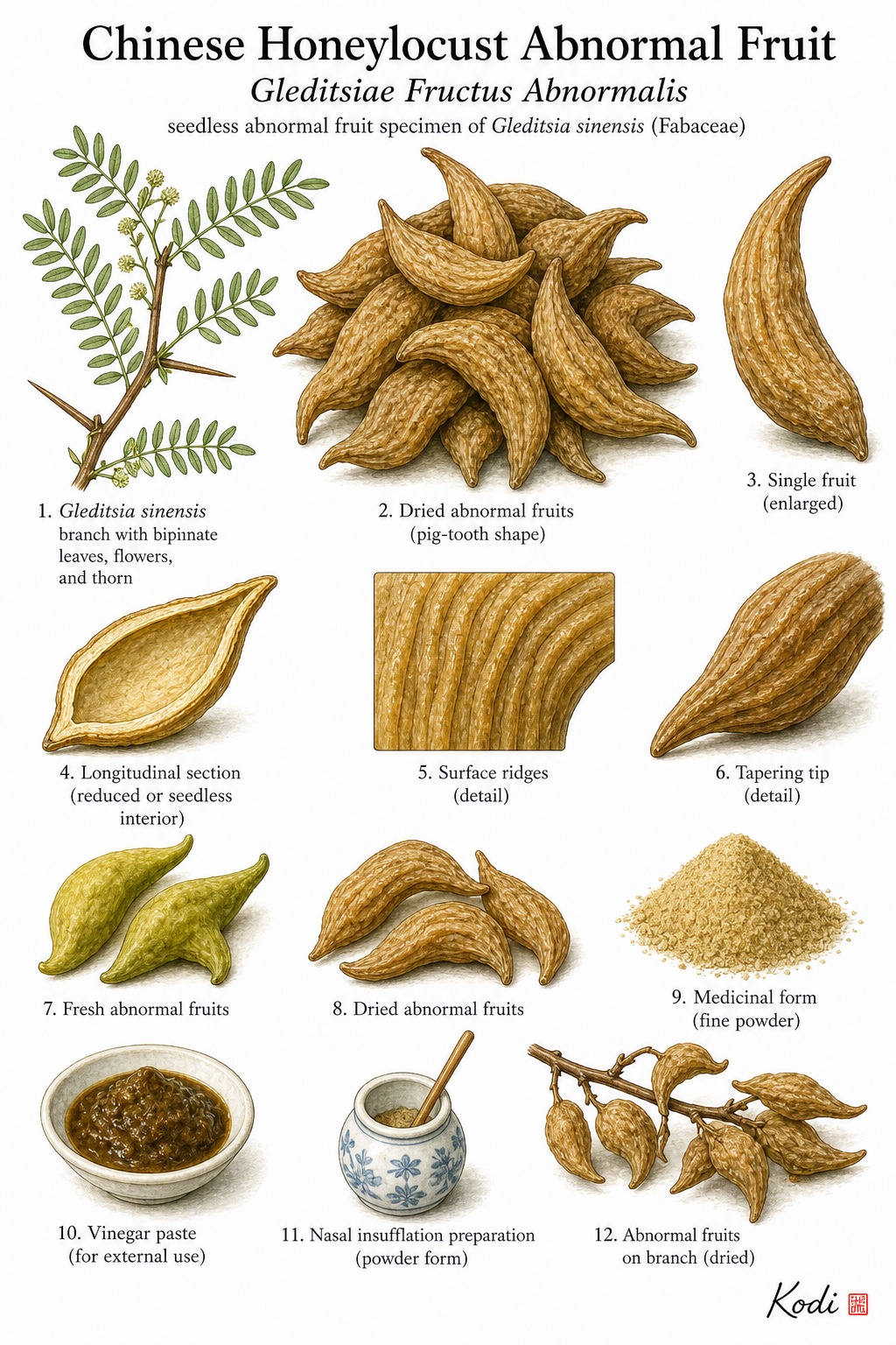 Scientific specimen plate of Chinese Honeylocust Abnormal Fruit, Gleditsiae Fructus Abnormalis, showing abnormal pods, source branch, powder, and diagnostic specimen details.