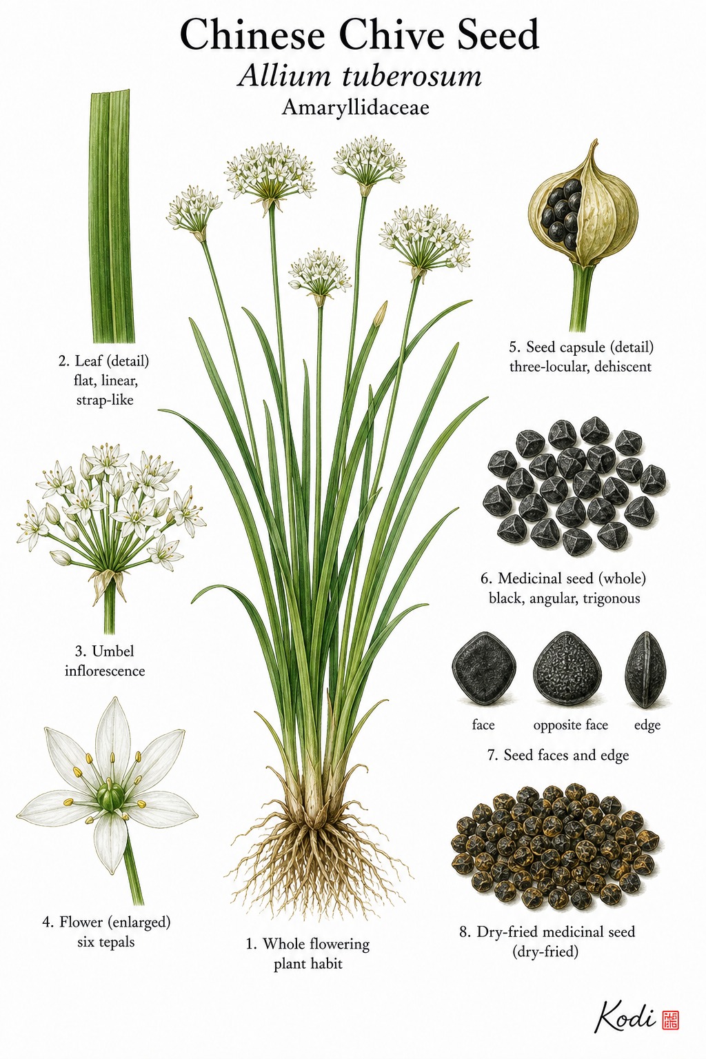 Botanical illustration of Chinese Chive Seed, Allium tuberosum, showing whole plant, flat leaves, white flowers, black seeds, and diagnostic plant details.