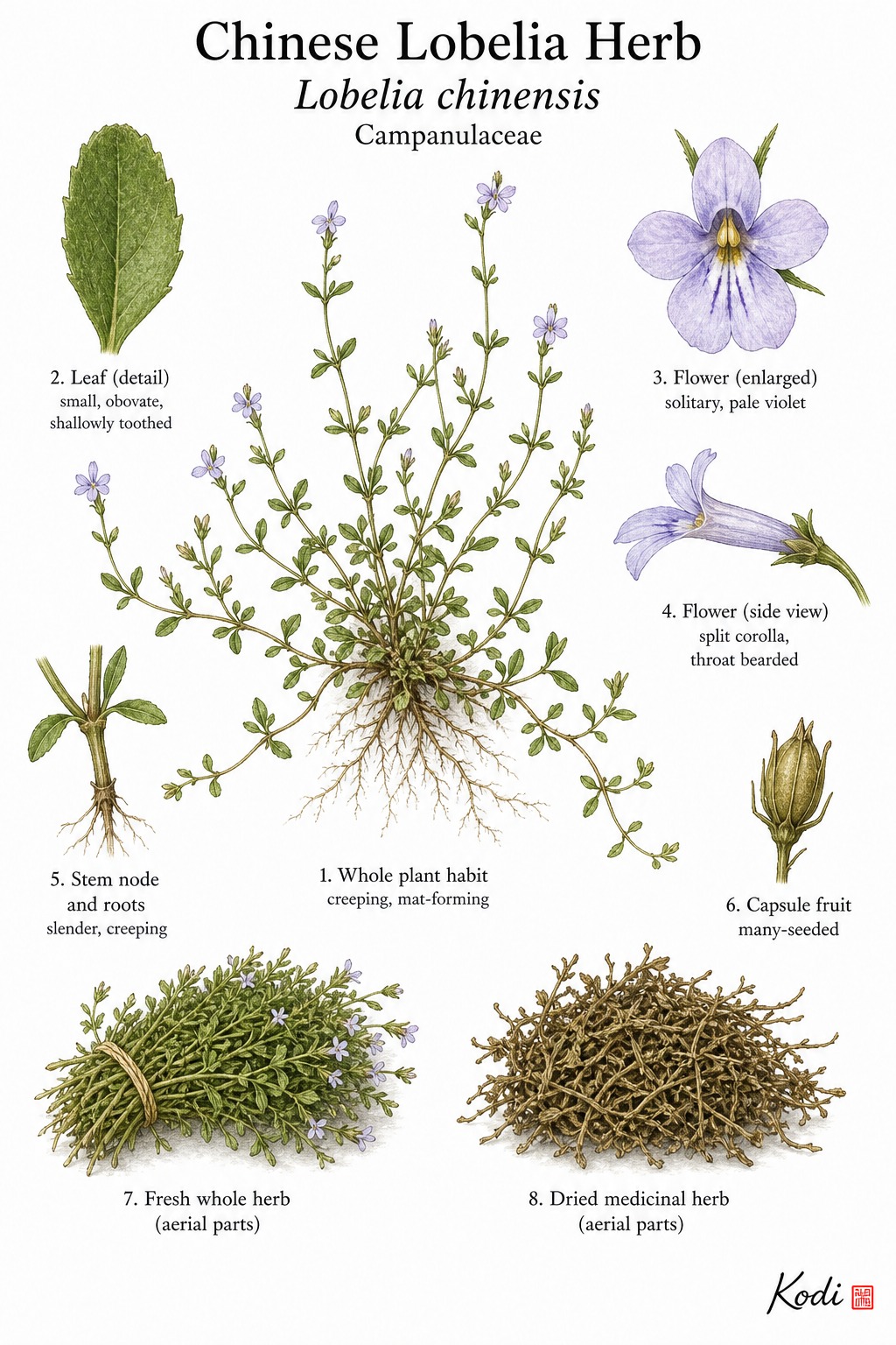 Botanical illustration of Chinese Lobelia Herb, Lobelia chinensis, showing creeping habit, small flowers, capsule, and diagnostic plant details.