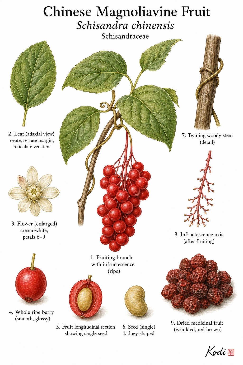 Botanical illustration of Chinese Magnoliavine Fruit, Schisandra chinensis, showing vine habit, red berry cluster, dried fruit, and diagnostic plant details.