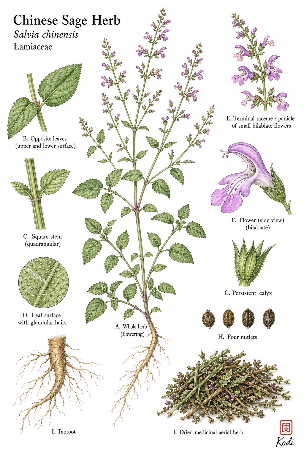Botanical illustration of Chinese Sage Herb, Salvia chinensis, showing branching habit, opposite leaves, small bilabiate flowers, nutlets, and diagnostic plant details.