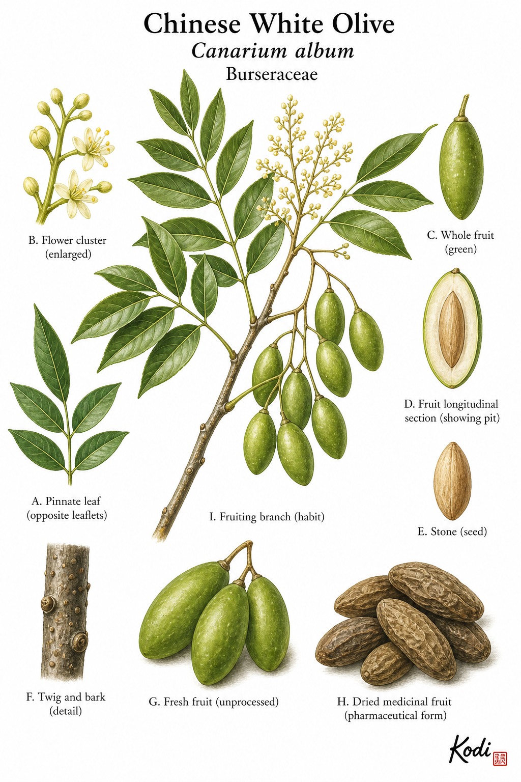 Botanical illustration of Chinese White Olive, Canarium album, showing fruiting branch, pinnate leaves, fresh fruit, dried fruit, and diagnostic plant details.