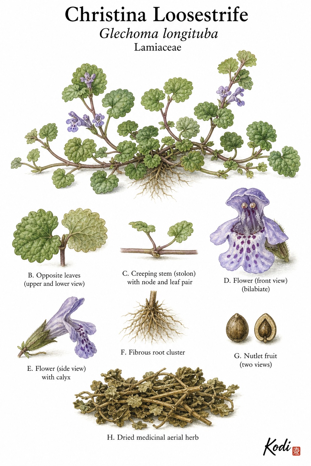Botanical illustration of Christina Loosestrife, Glechoma longituba, showing creeping habit, opposite scalloped leaves, purple flowers, dried herb, and diagnostic plant details.