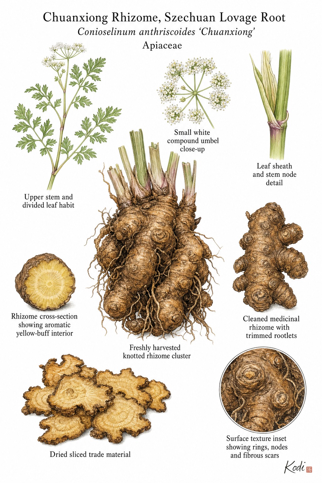 Botanical illustration of Chuanxiong Rhizome, Szechuan Lovage Root, Conioselinum anthriscoides 'Chuanxiong', showing trade-centered rhizome clusters, sliced material, umbels, and diagnostic plant details.