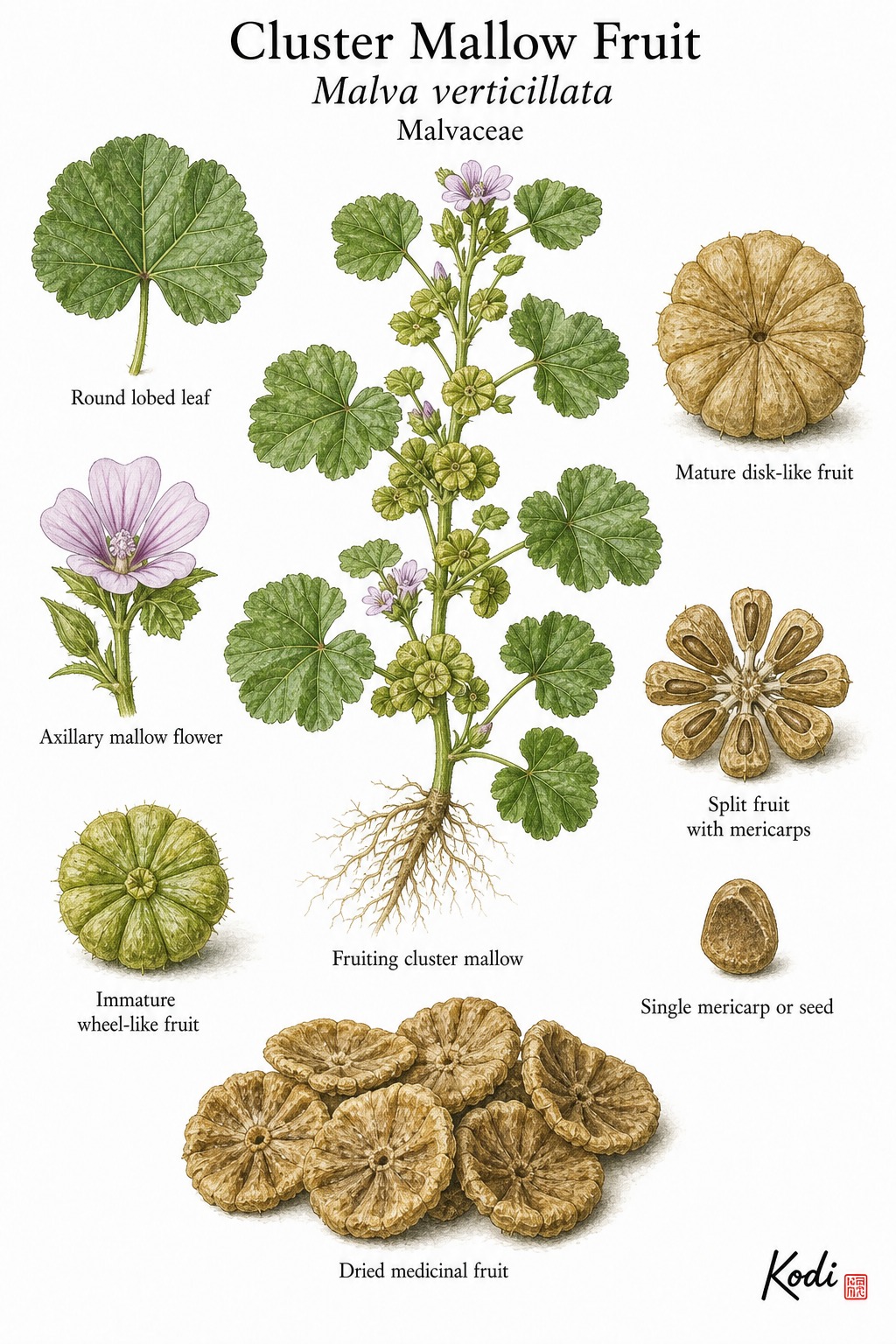 Botanical illustration of Cluster Mallow Fruit, Malva verticillata, showing fruiting habit, leaves, flowers, wheel-like fruits, seeds, and diagnostic plant details.