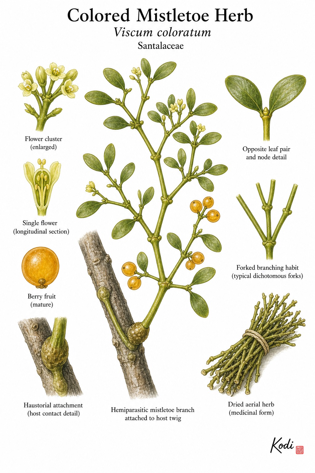 Botanical illustration of Colored Mistletoe Herb, Viscum coloratum, showing host attachment, opposite leaves, flowers, berries, dried herb, and diagnostic plant details.