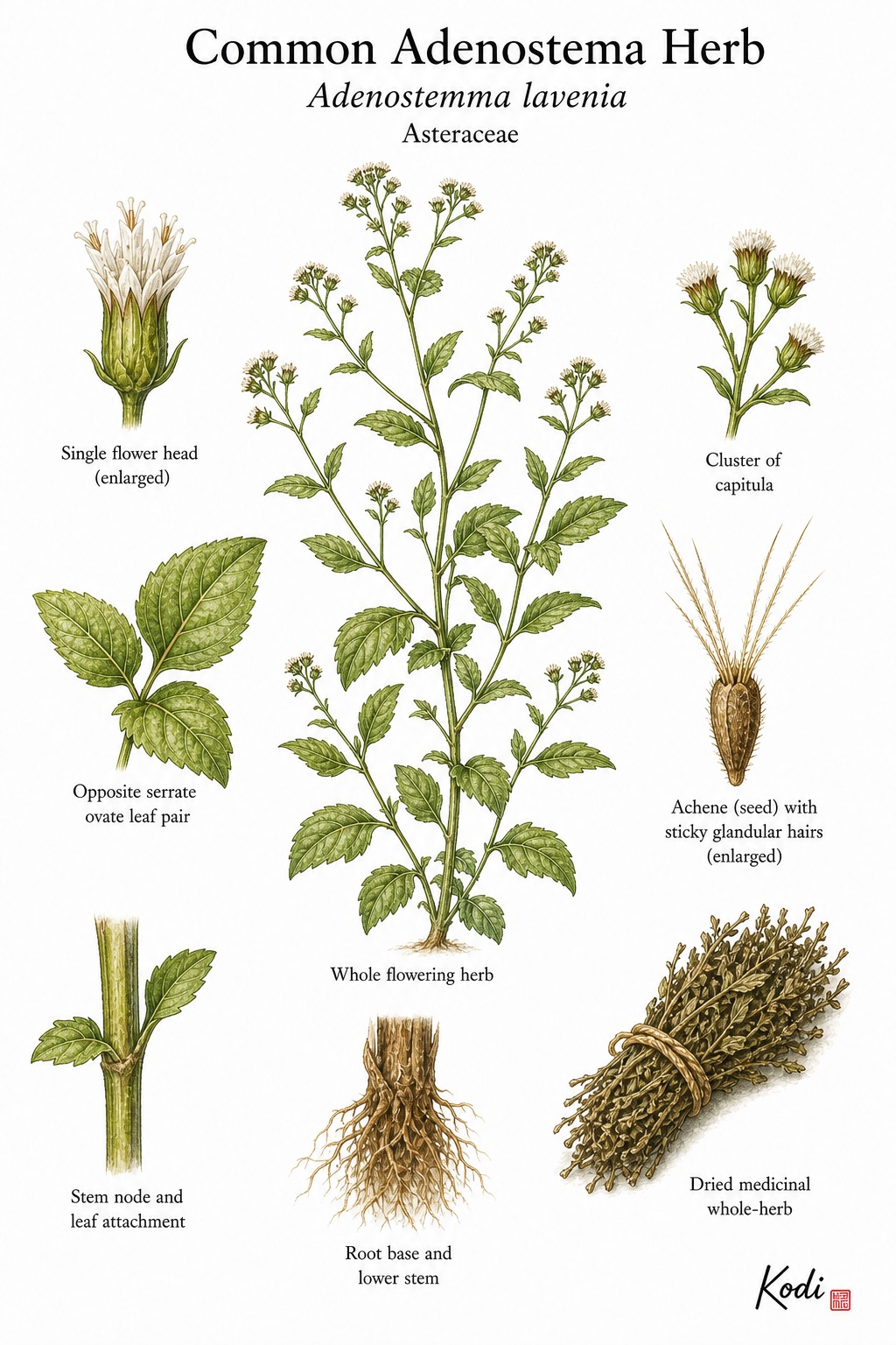 Botanical illustration of Common Adenostema Herb, Adenostemma lavenia, showing herb habit, opposite leaves, small white flower heads, sticky seed detail, dried herb, and diagnostic plant details.