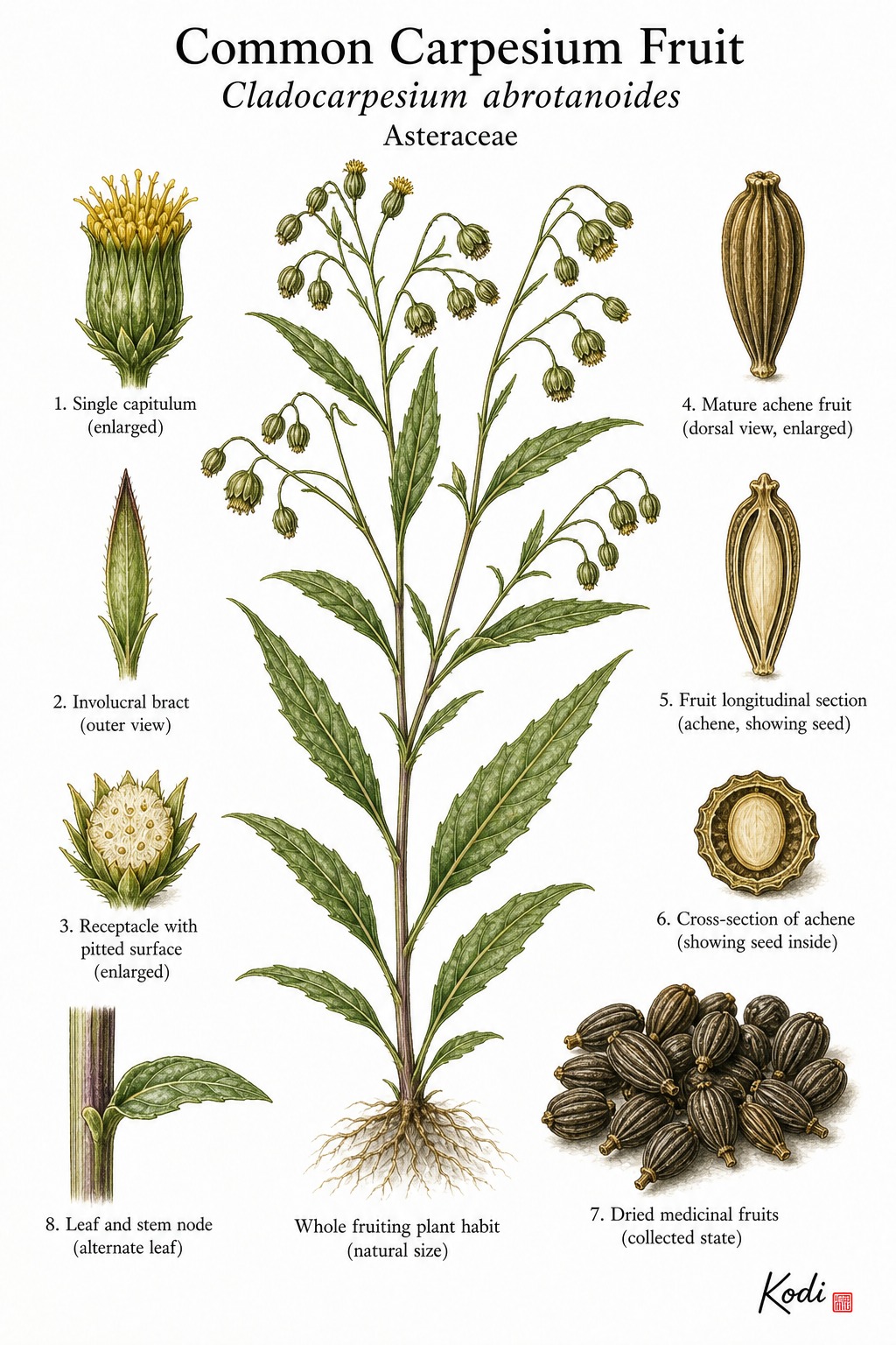 Botanical illustration of Common Carpesium Fruit, Cladocarpesium abrotanoides, showing fruiting herb, leaves, yellow composite heads, medicinal fruits, and diagnostic plant details.