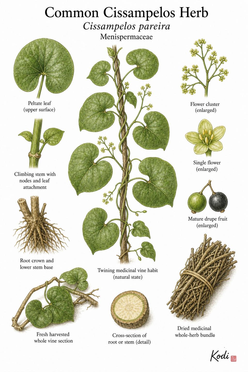 Botanical illustration of Common Cissampelos Herb, Cissampelos pareira, showing twining vine habit, peltate leaves, flowers, fruit, medicinal whole herb, and diagnostic plant details.