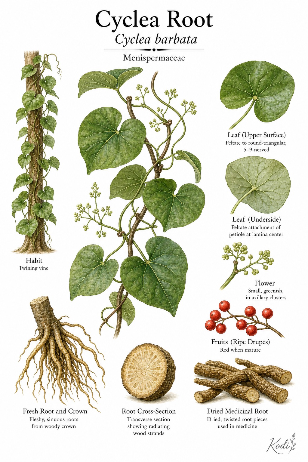 Botanical illustration of Cyclea Root, Cyclea barbata, showing vine habit, peltate leaves, flowers, fruit, medicinal root, and diagnostic plant details.