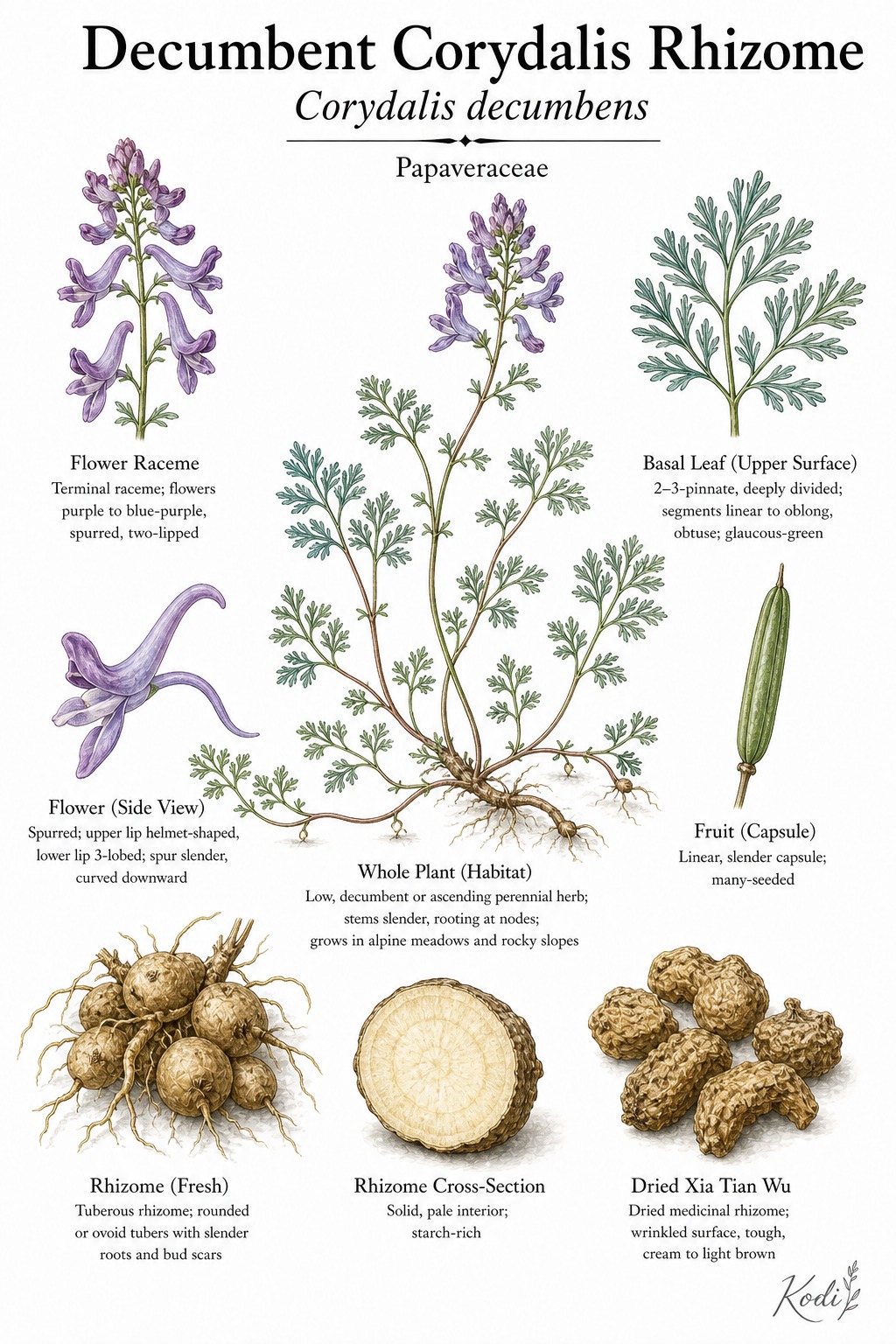 Botanical illustration of Decumbent Corydalis Rhizome, Corydalis decumbens, showing habit, leaves, purple spurred flowers, rhizome, and diagnostic plant details.