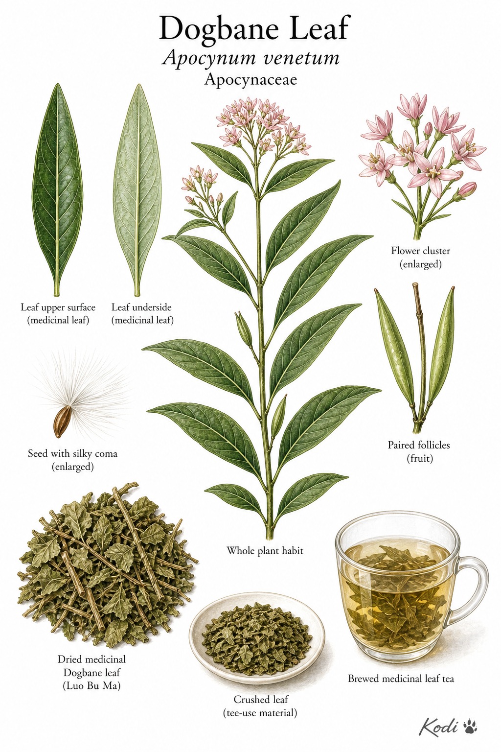 Botanical illustration of Dogbane Leaf, Apocynum venetum, showing leafy branch, flowers, follicles, seed, dried tea leaves, and diagnostic plant details.