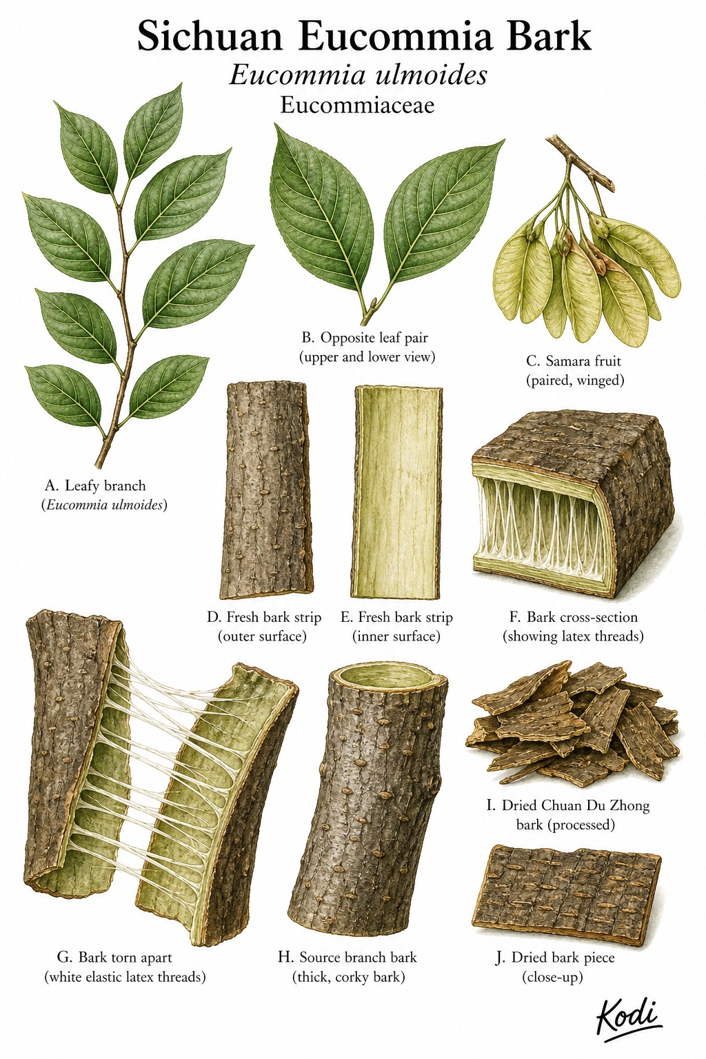 Botanical illustration of Sichuan Eucommia Bark, Eucommia ulmoides, showing leafy branch, samaras, fresh bark, latex threads, and diagnostic bark details.