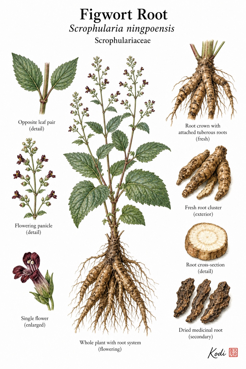 Botanical illustration of Figwort Root, Scrophularia ningpoensis, showing whole plant habit, flowers, fresh roots, and diagnostic figwort details.