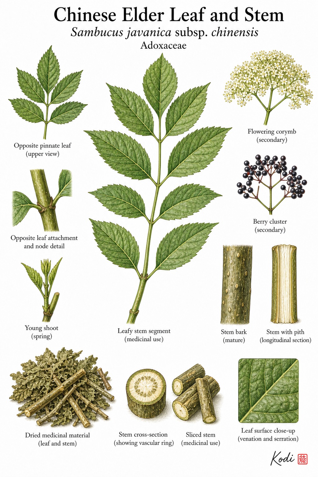 Botanical illustration of Chinese Elder Leaf and Stem, Sambucus javanica subsp. chinensis, showing leafy stems, pinnate leaves, stem detail, and diagnostic elder context.