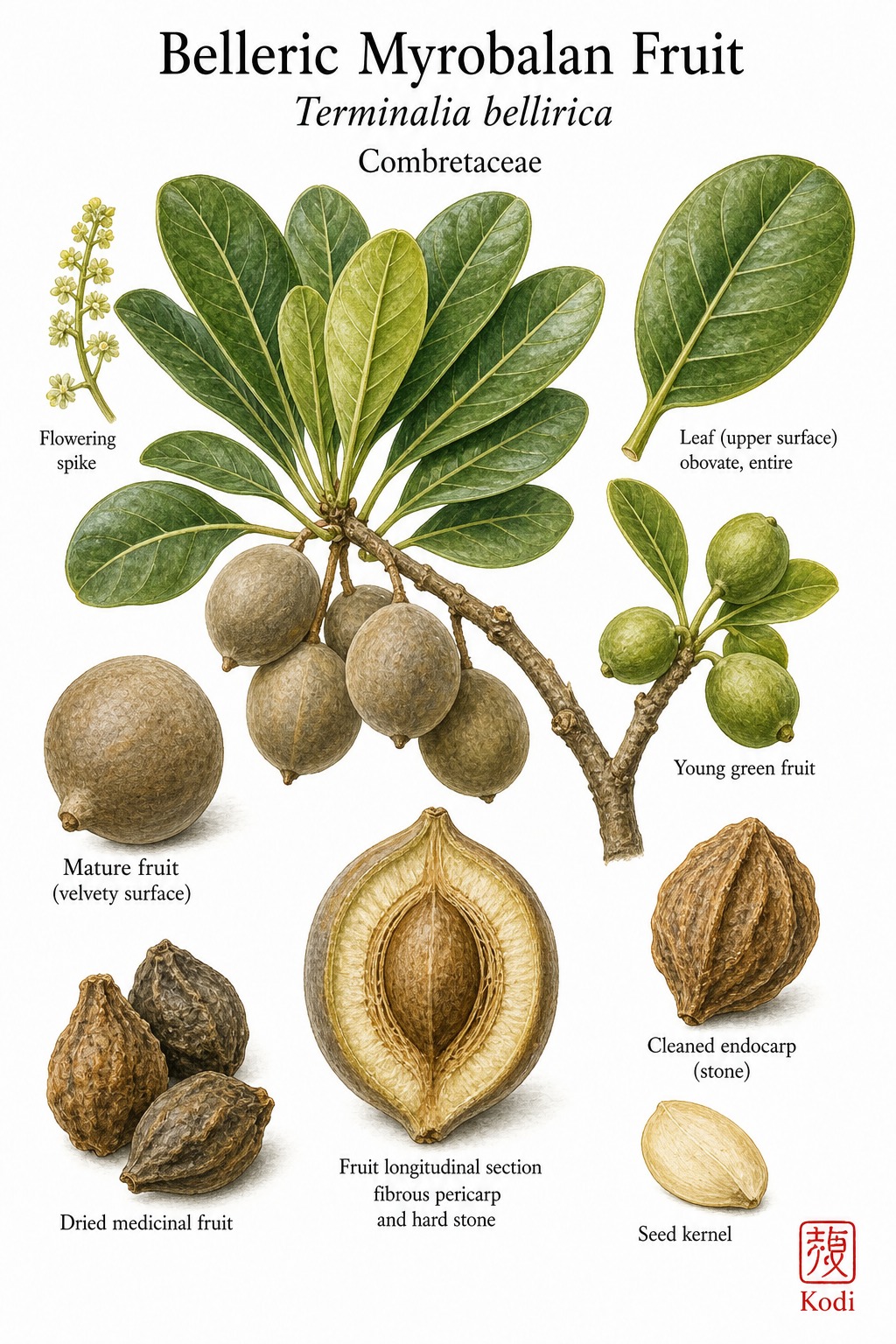Botanical illustration of Belleric Myrobalan Fruit, Terminalia bellirica, showing fruiting branch, broad leaves, mature fruit, stone, dried fruit, and diagnostic plant details.