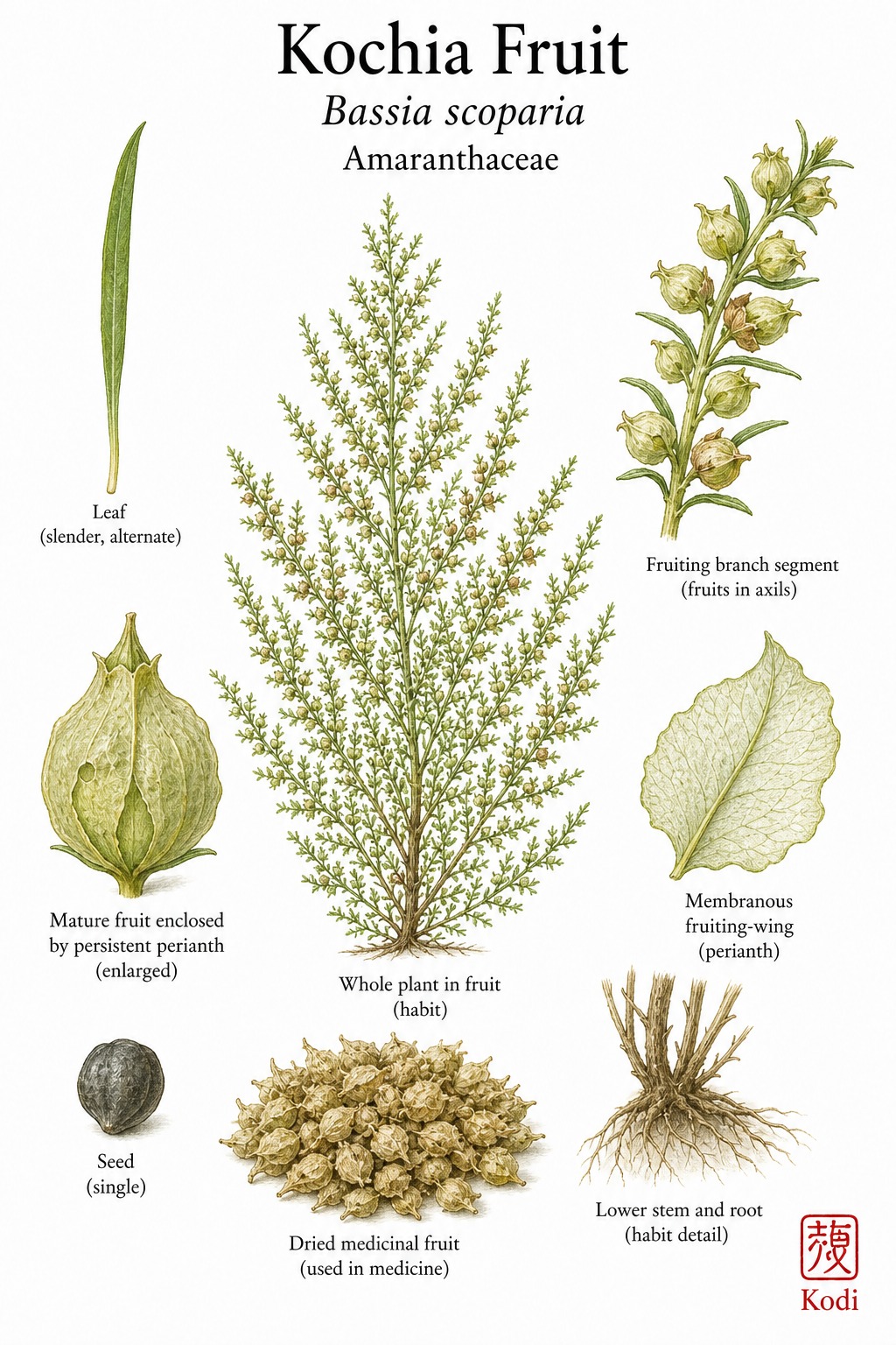 Botanical illustration of Kochia Fruit, Bassia scoparia, showing whole herb habit, slender leaves, axillary fruit clusters, enclosed fruit, seed, and diagnostic plant details.